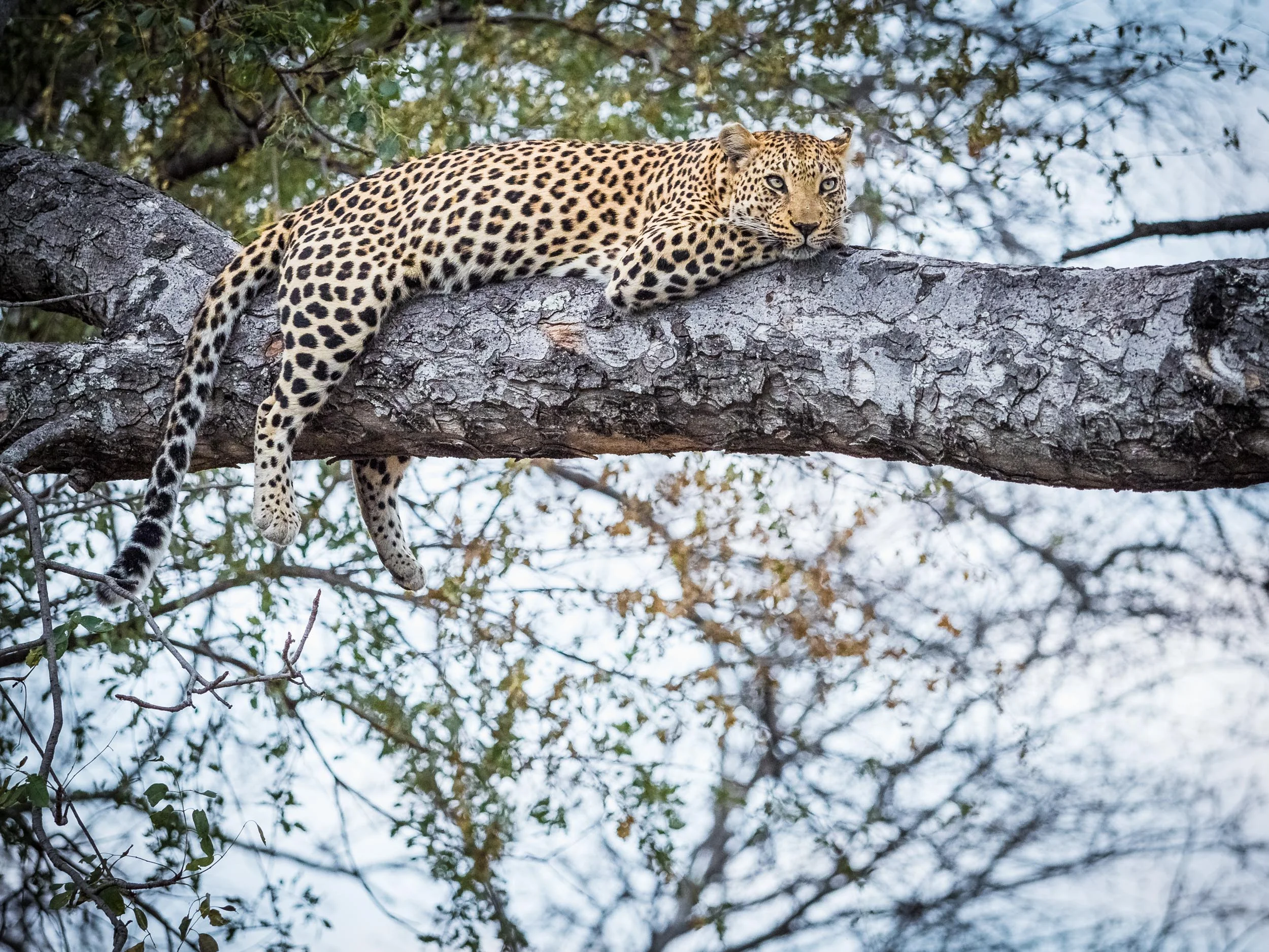 Matt_Anderson_Wildlife_22741.jpg