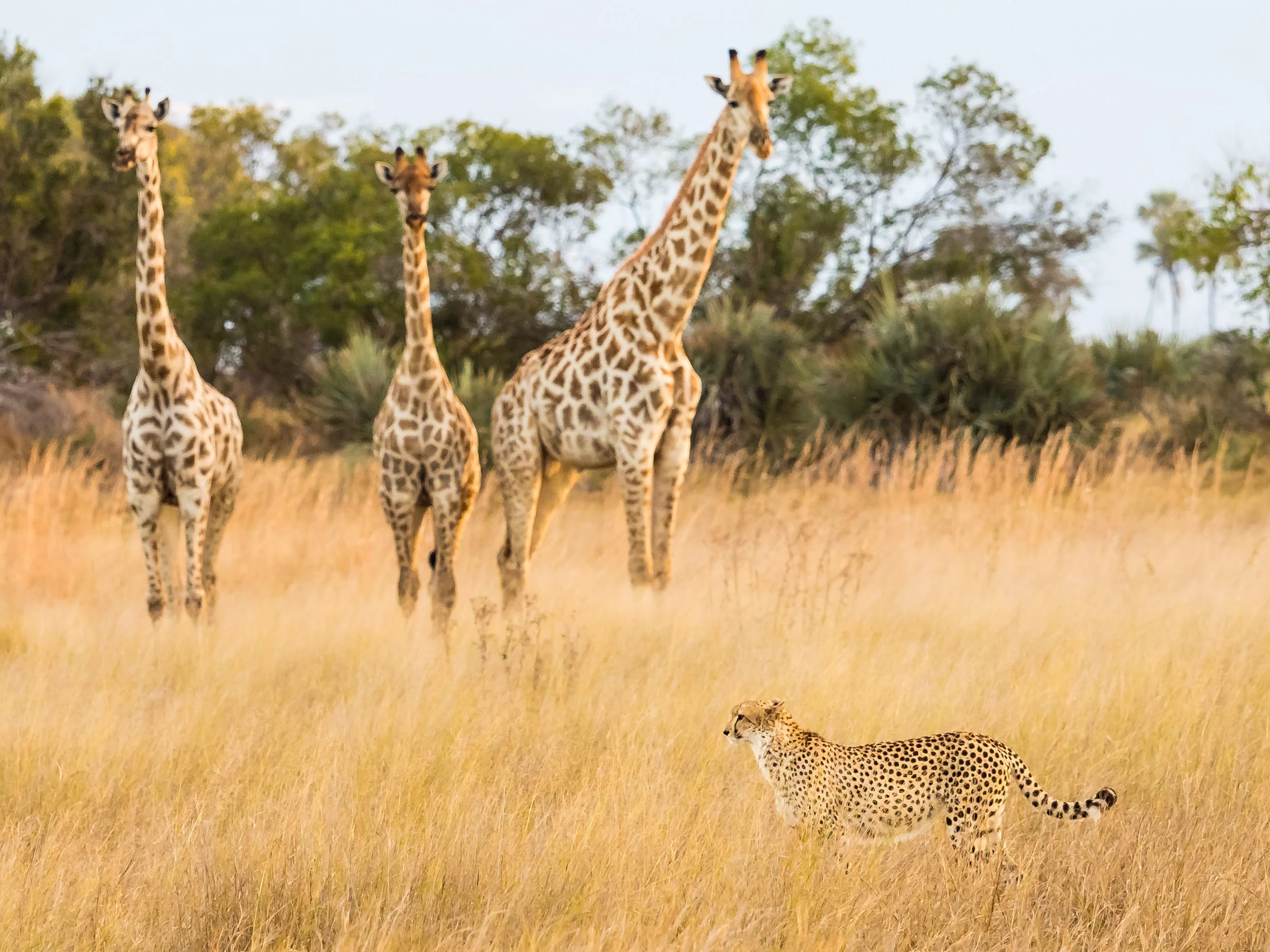 Matt_Anderson_Wildlife_23152.jpg