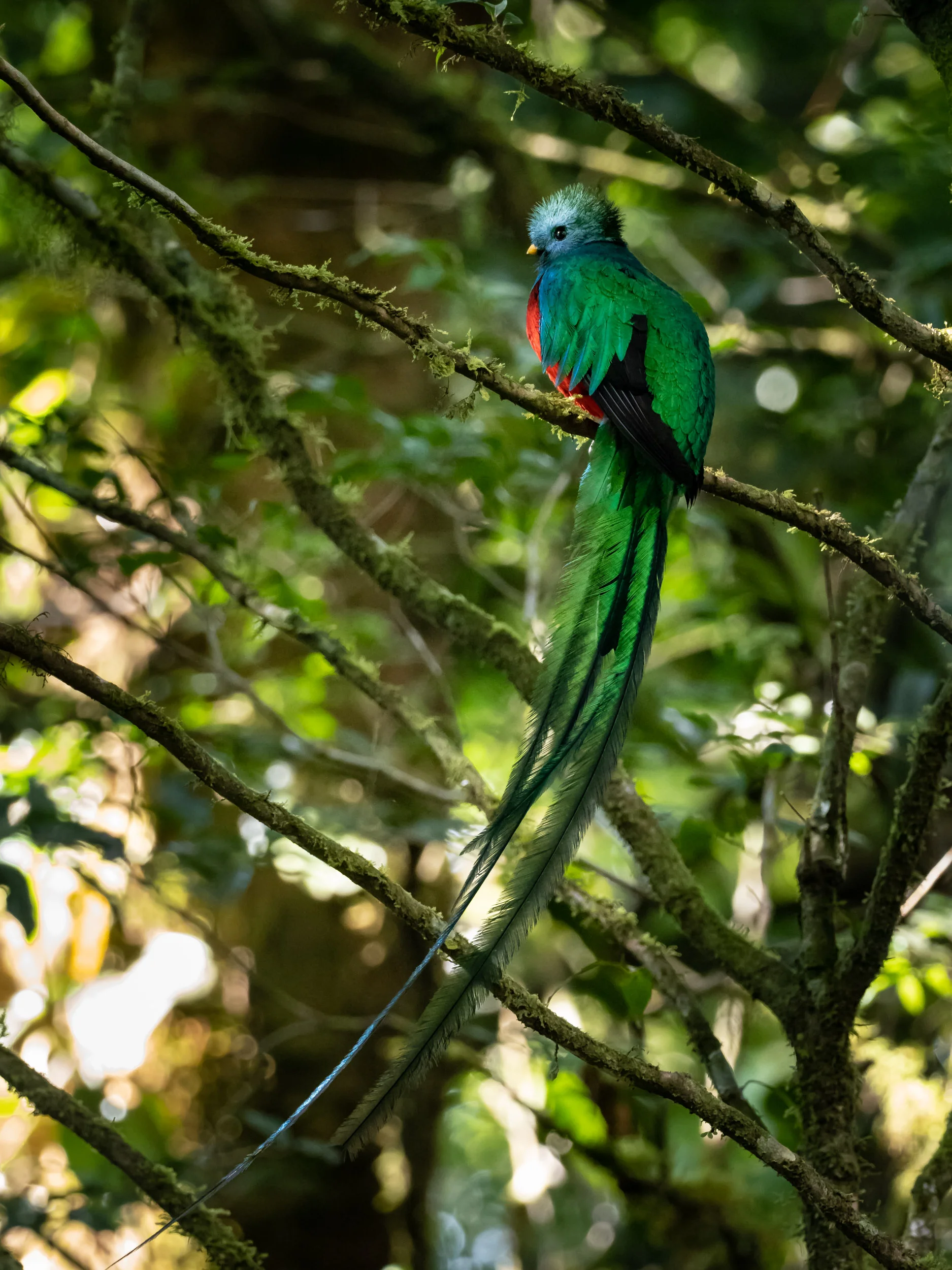 Matt_Anderson_Wildlife_2.jpg