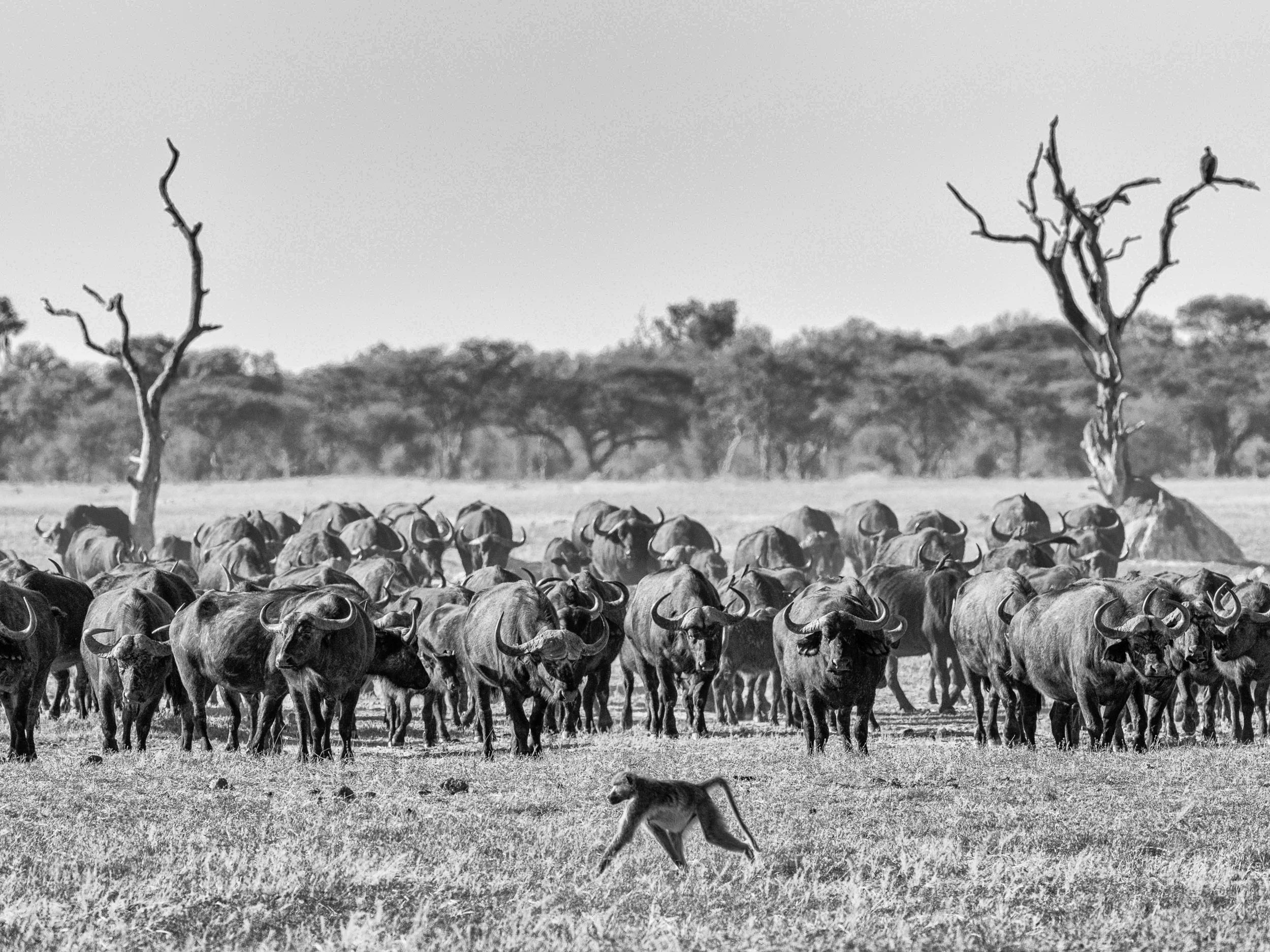 Matt_Anderson_Wildlife_.jpg