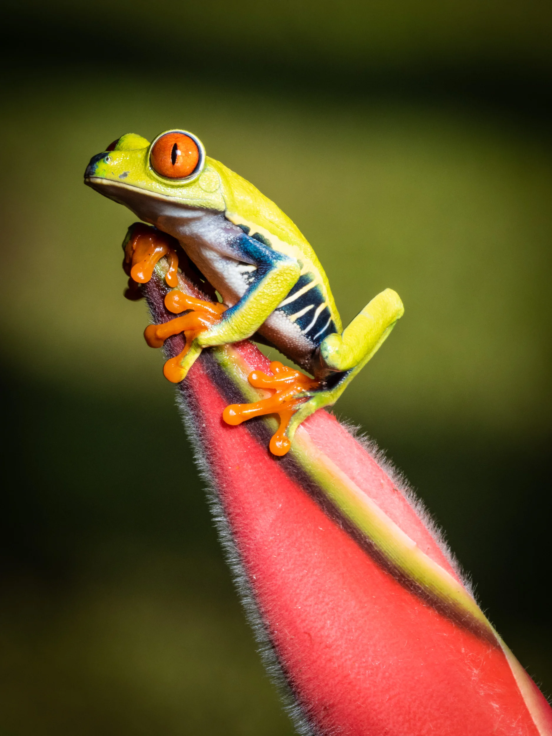Matt_Anderson_Wildlife_03.jpg