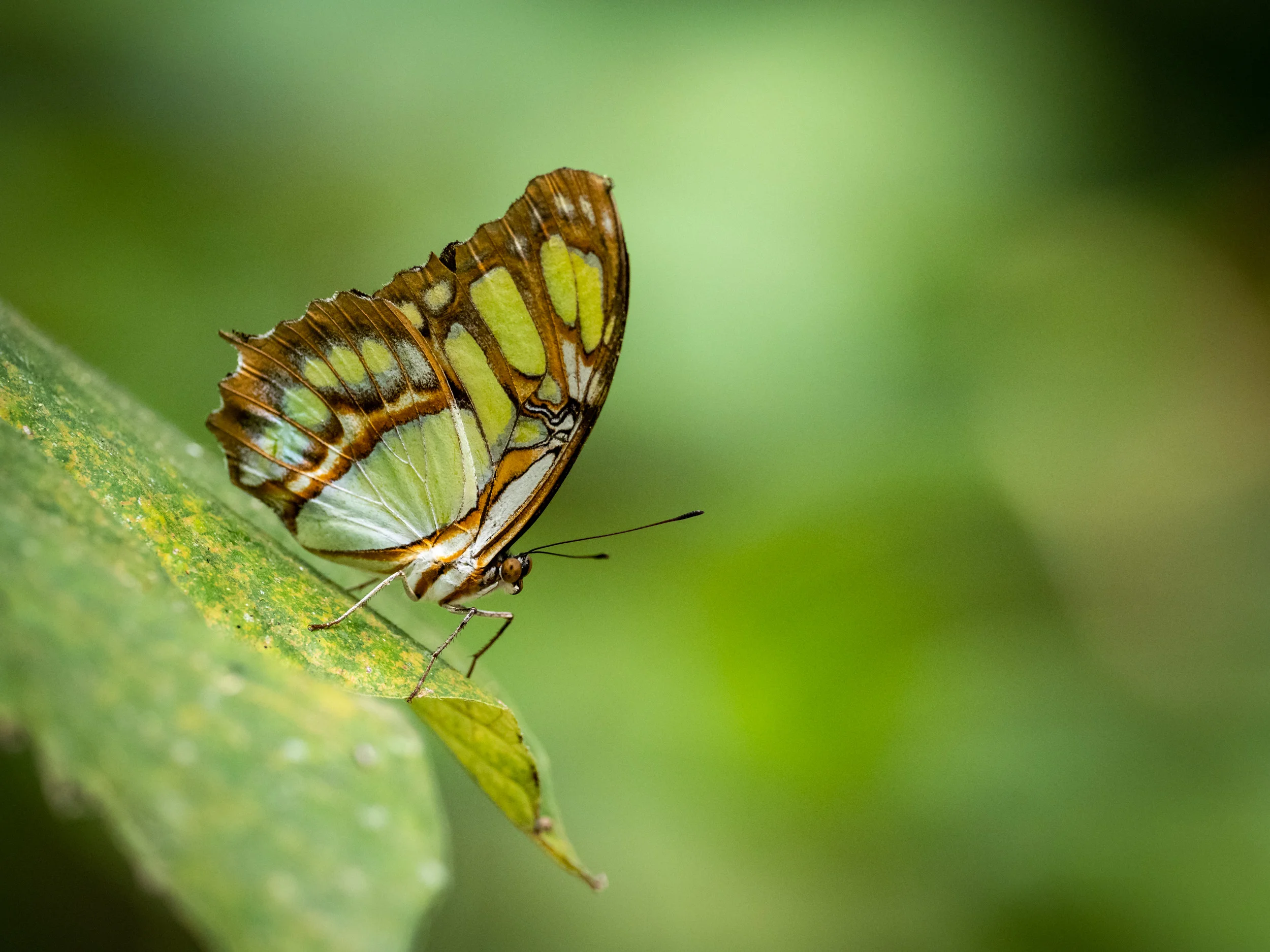 Matt_Anderson_Wildlife_1083.jpg