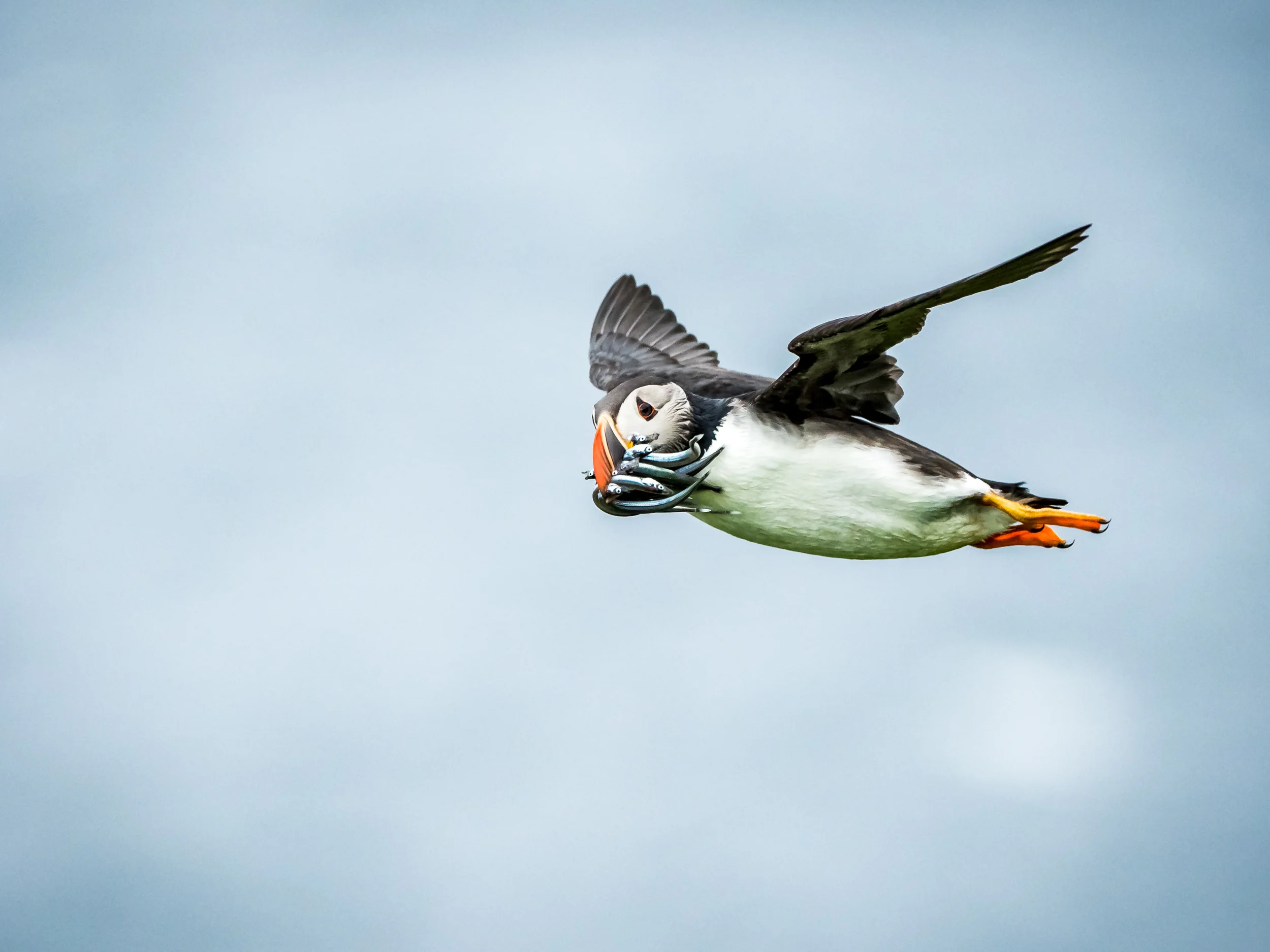 Matt_Anderson_Wildlife_11711.jpg