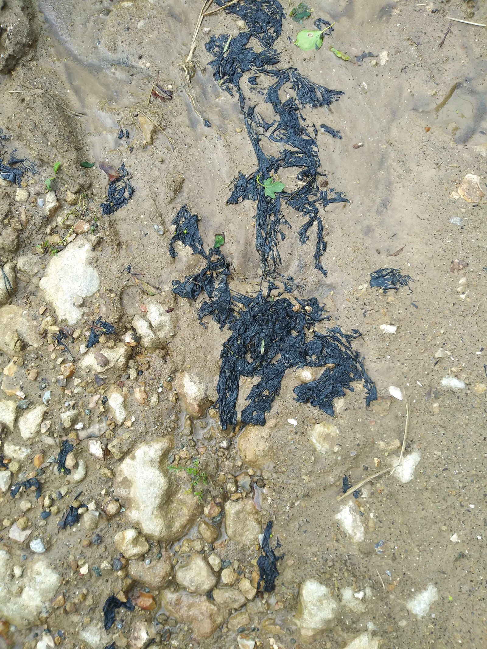 Agricultural Plastic Buried in Mud 2019.jpg