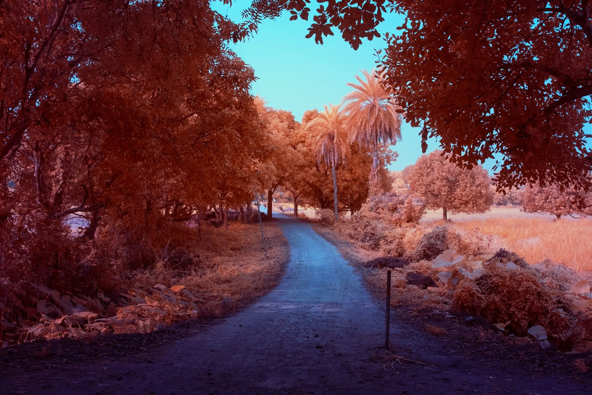 andre-wagner-the-infrared-journey-fine-art-photography-00248.jpg