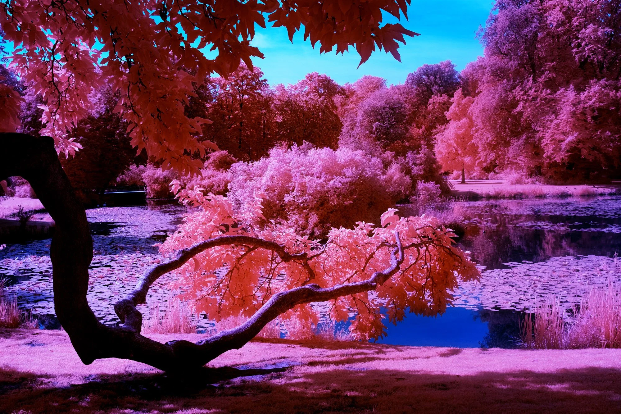 andre-wagner-the-infrared-journey-fine-art-photography-00283.jpg
