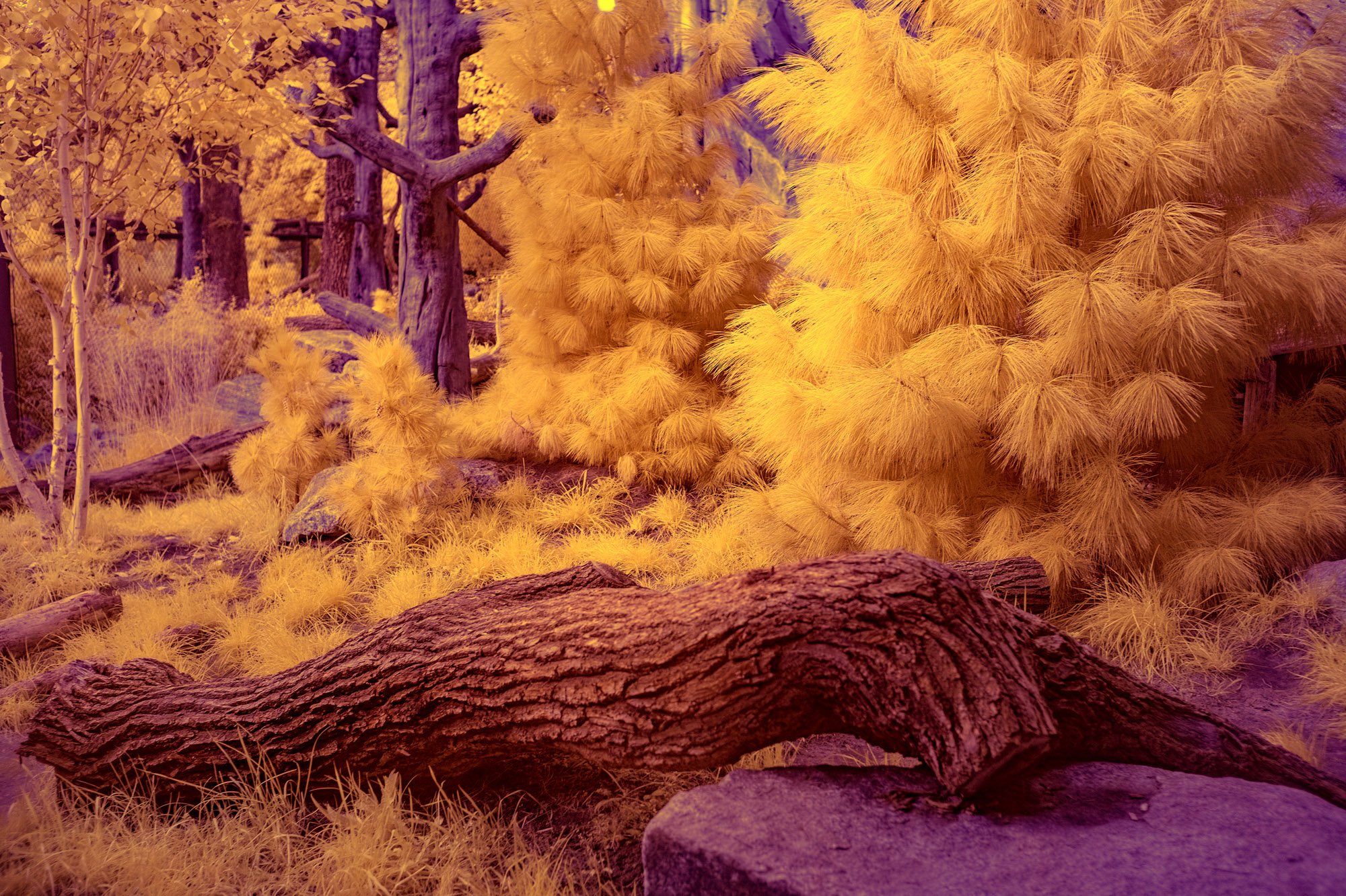 andre-wagner-the-infrared-journey-fine-art-photography-00534.jpg