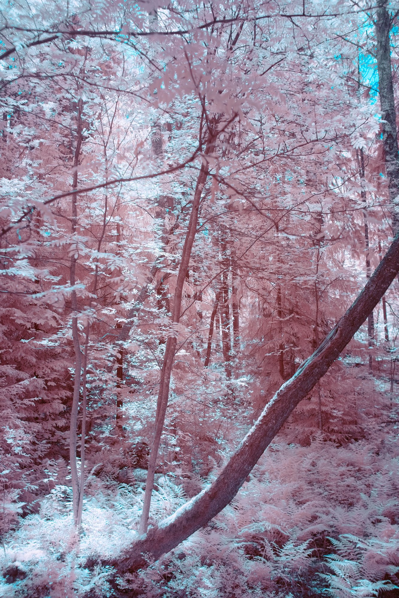 andre-wagner-the-infrared-journey-fine-art-photography-00342.jpg