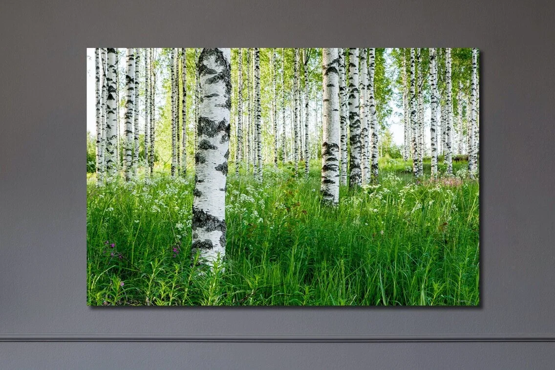 Birkenwald, Finnland