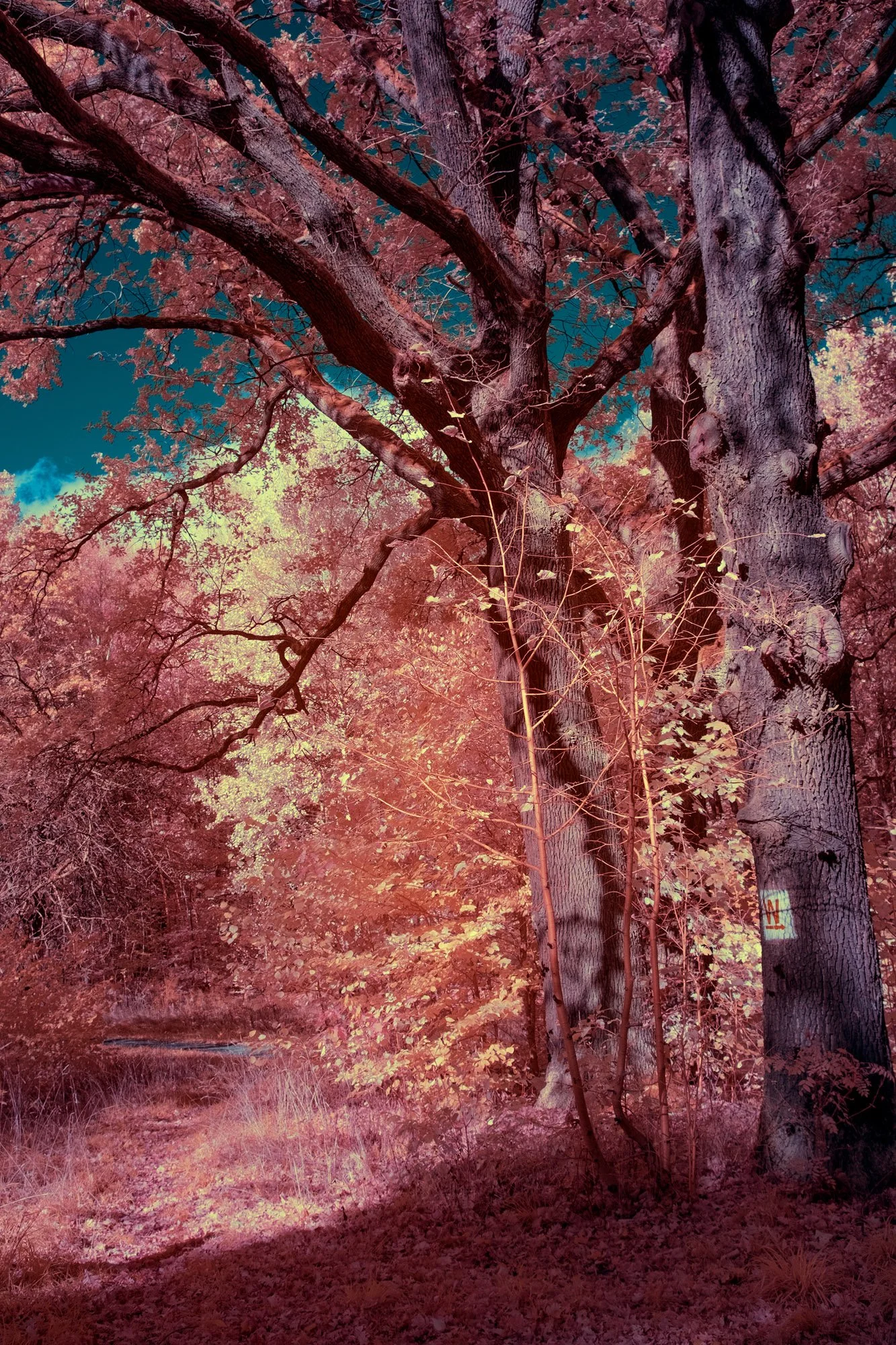andre-wagner-the-infrared-journey-fine-art-photography-00792.jpg