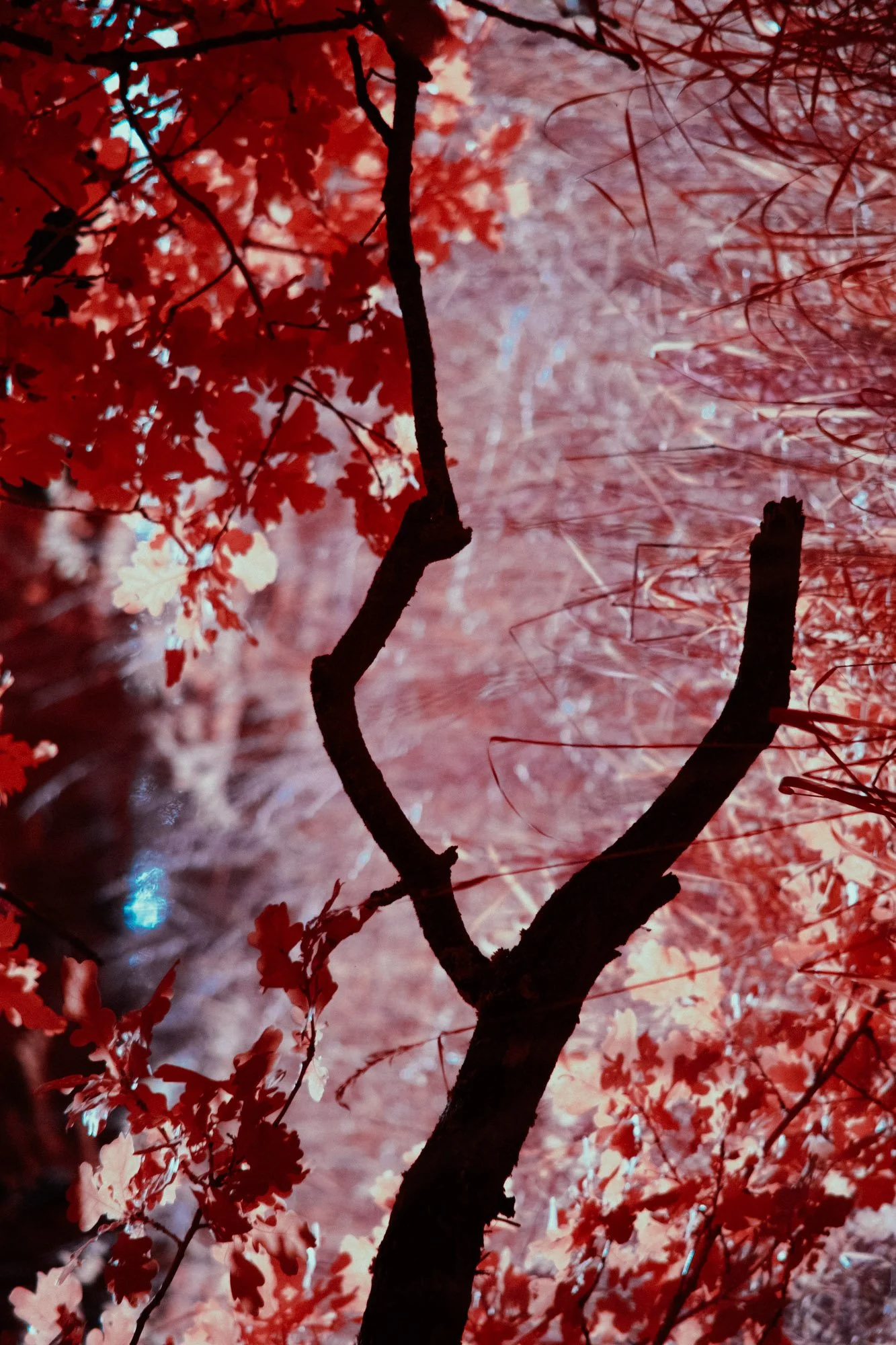 andre-wagner-the-infrared-journey-fine-art-photography-00491.jpg