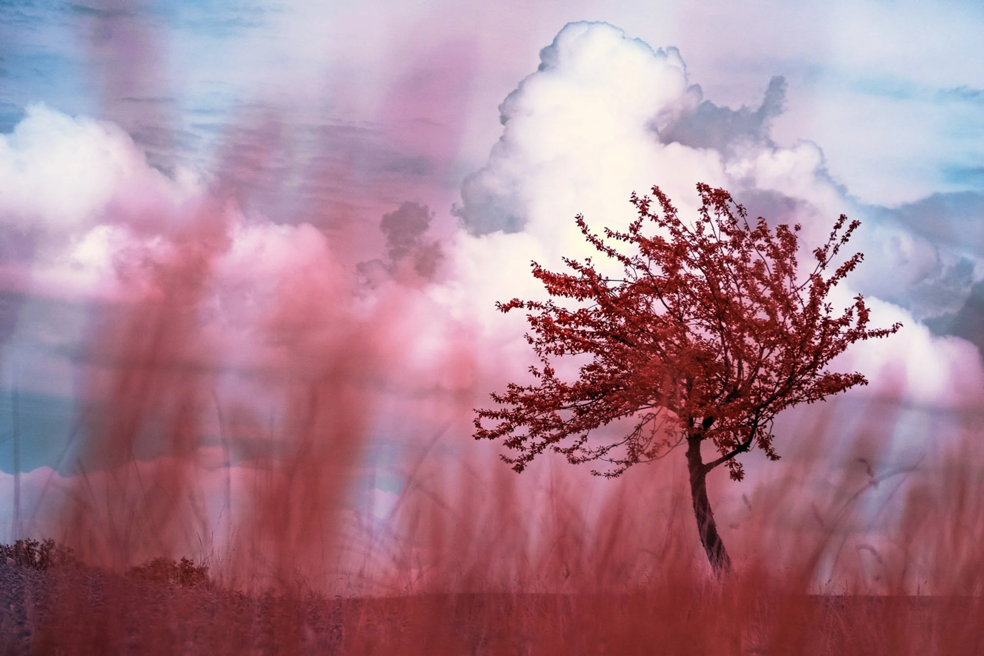 andre-wagner-the-infrared-journey-fine-art-photography-00596.jpg