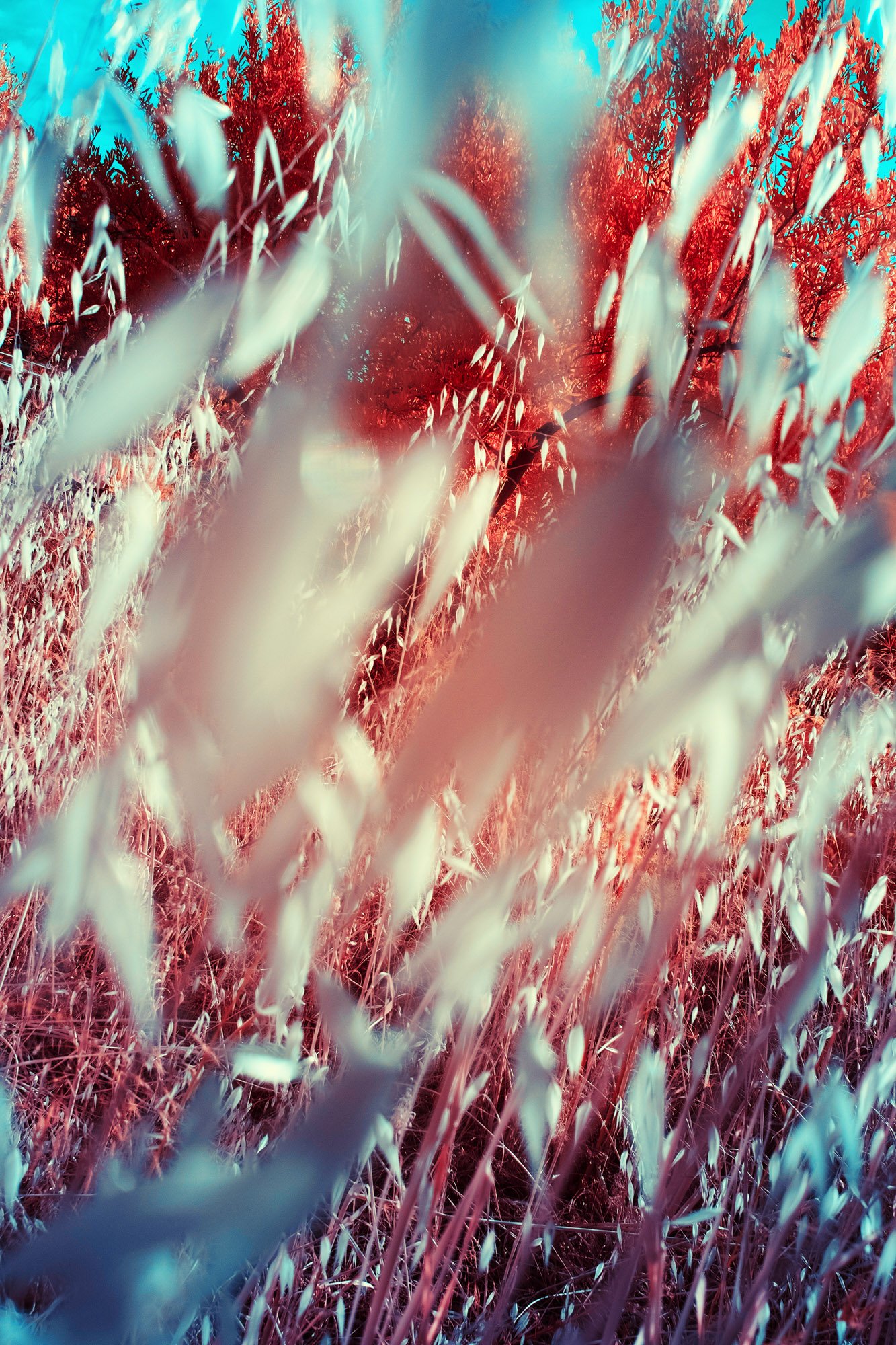 andre-wagner-the-infrared-journey-fine-art-photography-00385.jpg