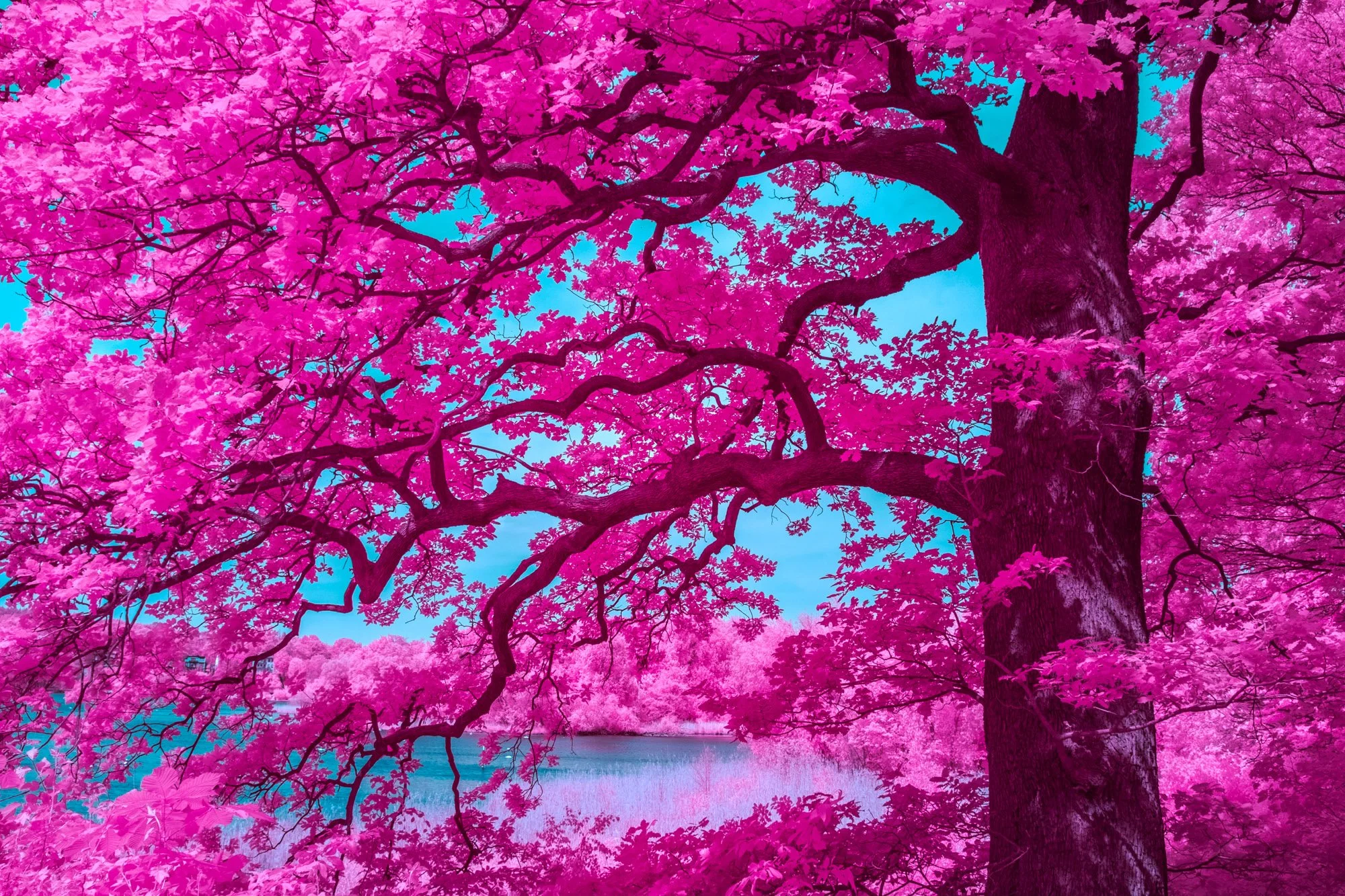 andre-wagner-the-infrared-journey-fine-art-photography-00583.jpg