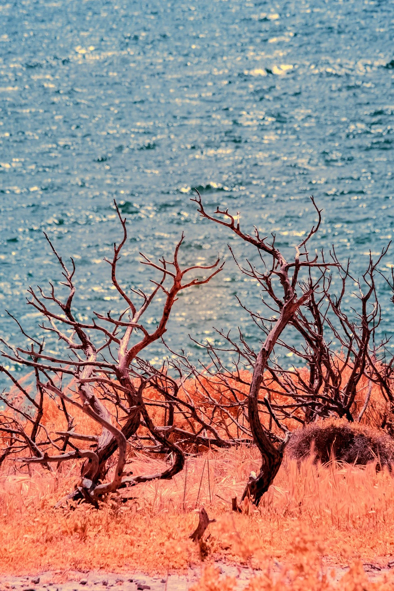 andre-wagner-the-infrared-journey-fine-art-photography-00327.jpg
