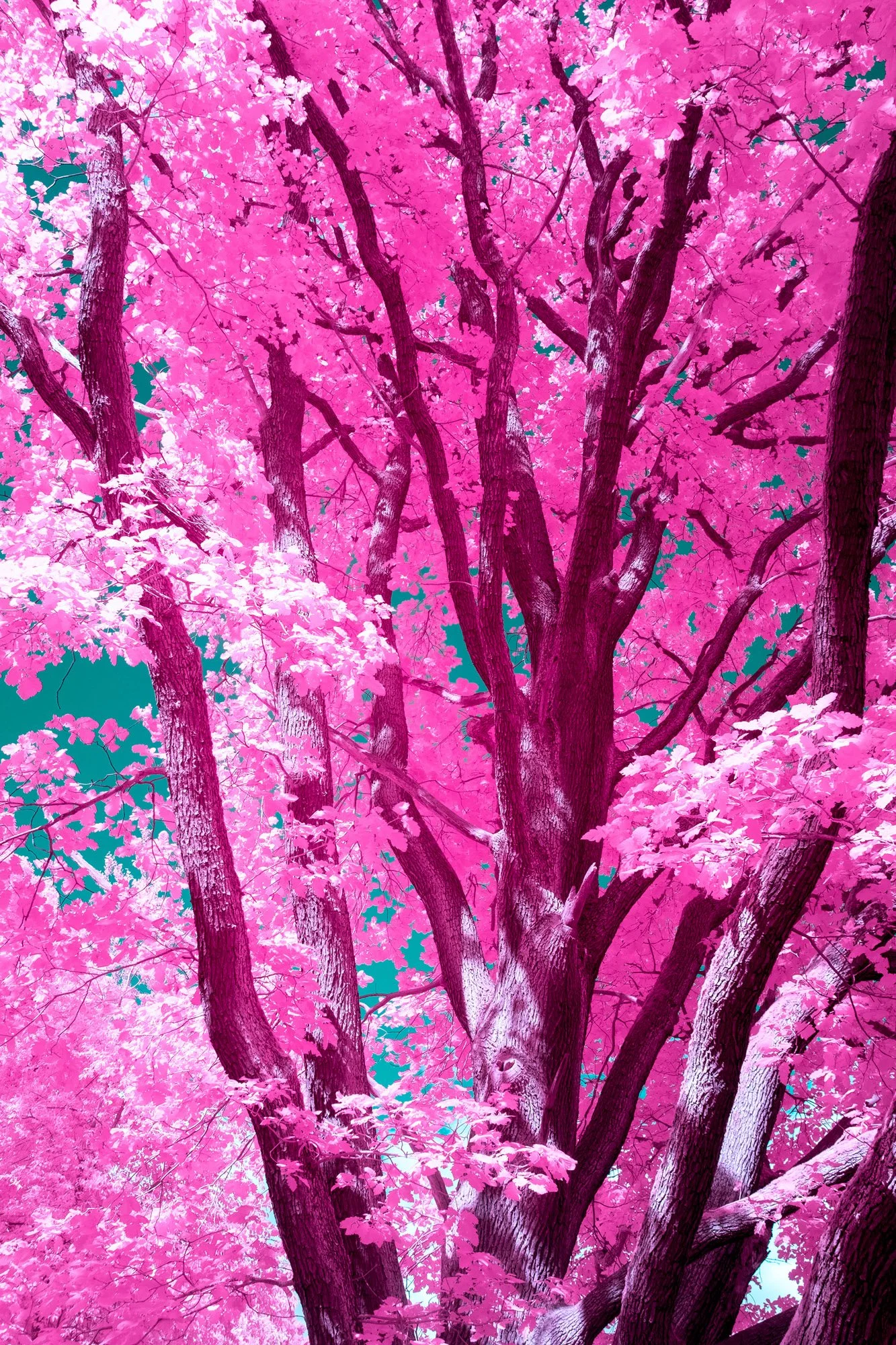 andre-wagner-the-infrared-journey-fine-art-photography-00275.jpg