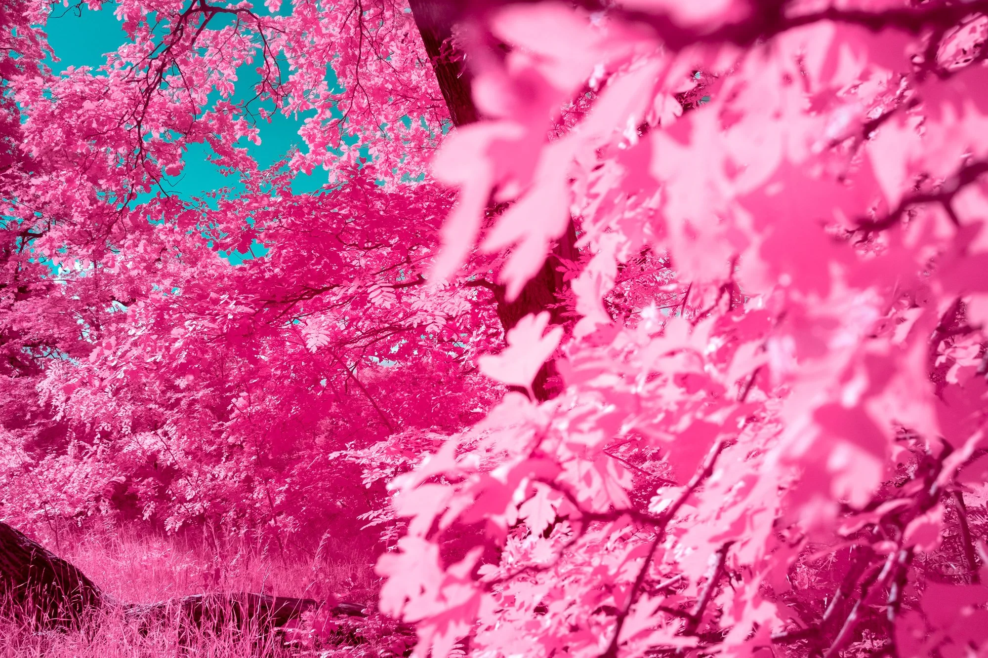 andre-wagner-the-infrared-journey-fine-art-photography-00300.jpg