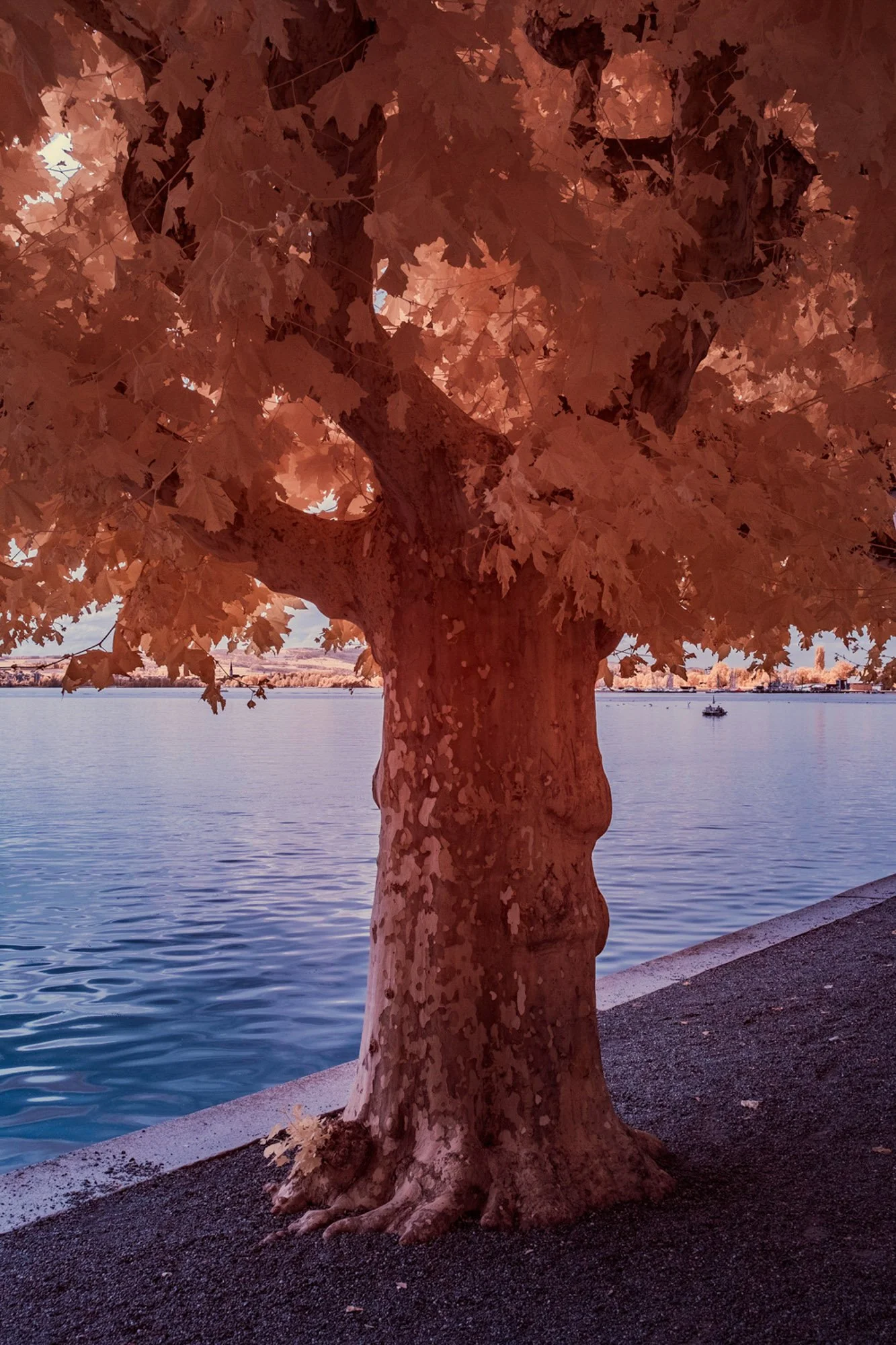 andre-wagner-the-infrared-journey-fine-art-photography-00629.jpg