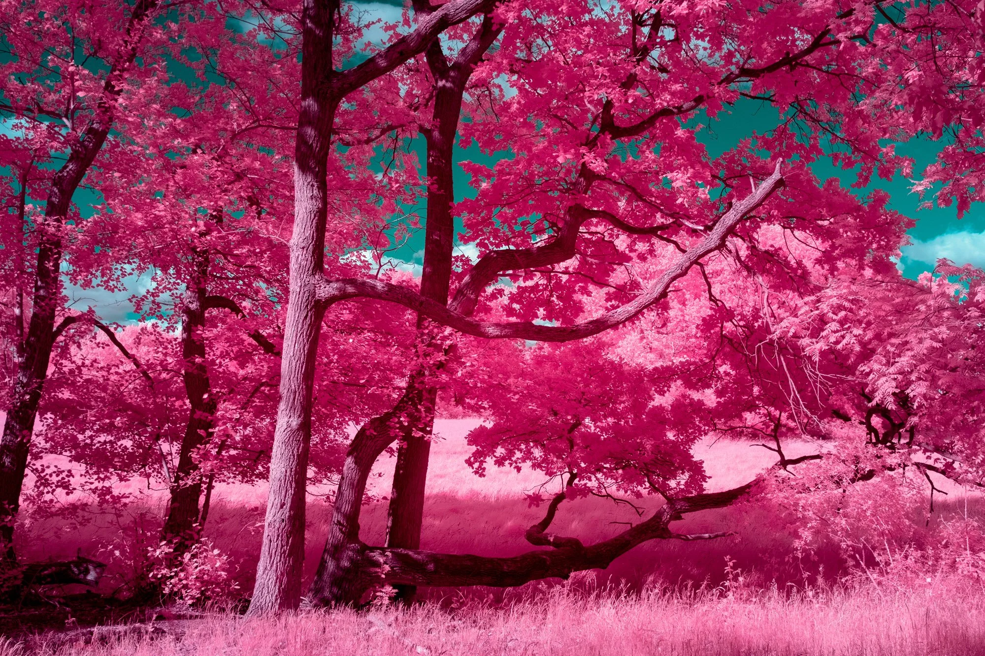 andre-wagner-the-infrared-journey-fine-art-photography-00294.jpg