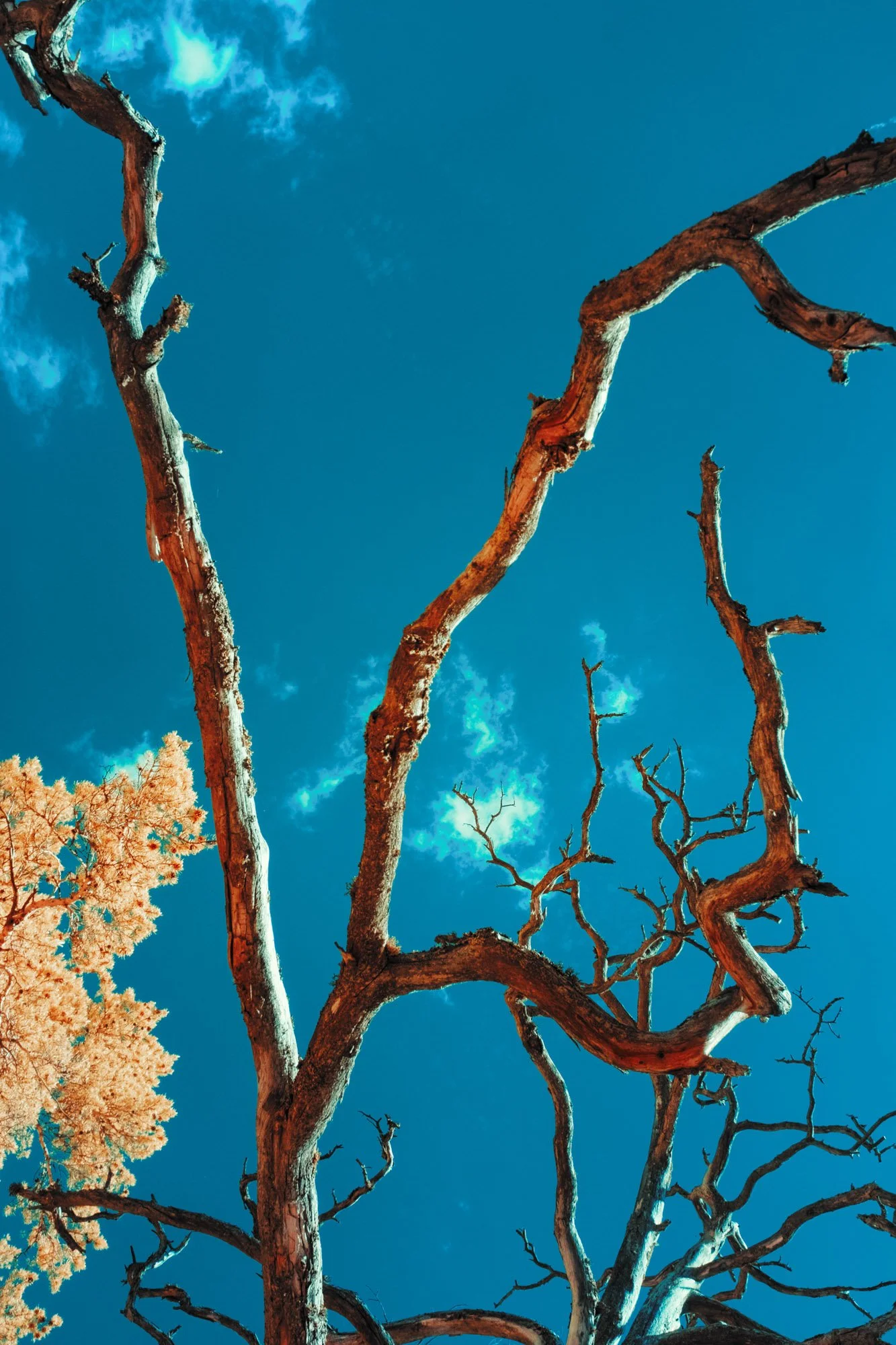 andre-wagner-the-infrared-journey-fine-art-photography-00348.jpg