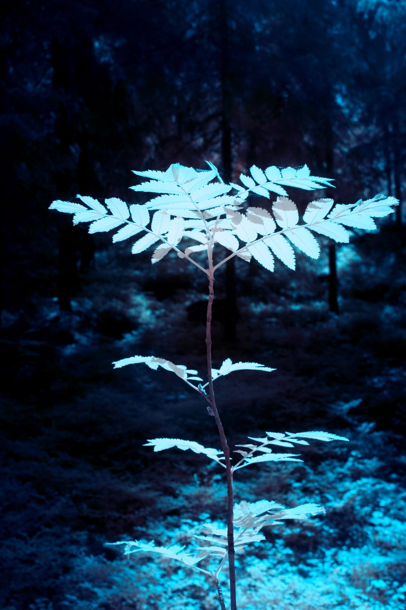andre-wagner-the-infrared-journey-fine-art-photography-00344.jpg