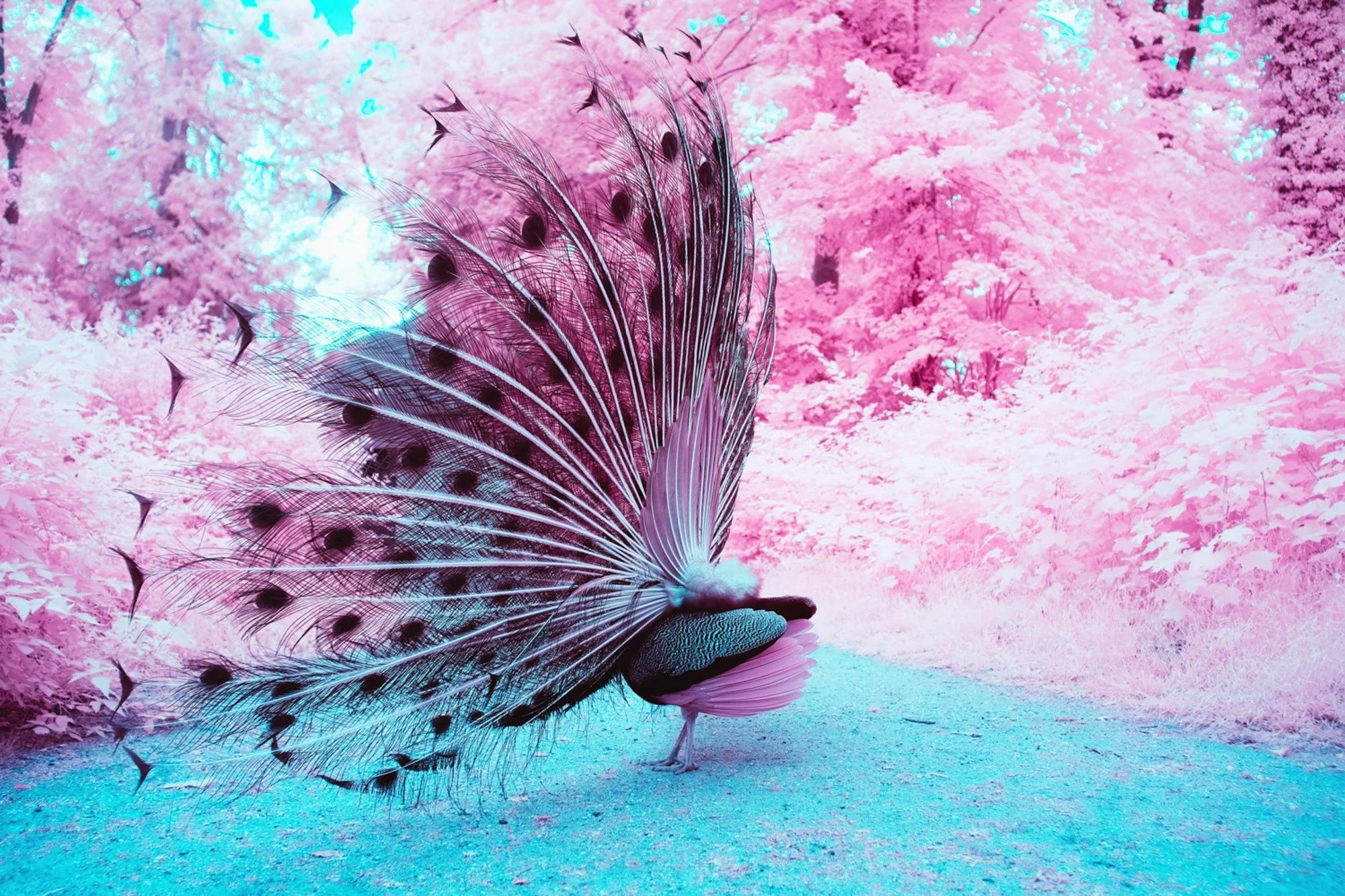 andre-wagner-the-infrared-journey-fine-art-photography-00746.jpg