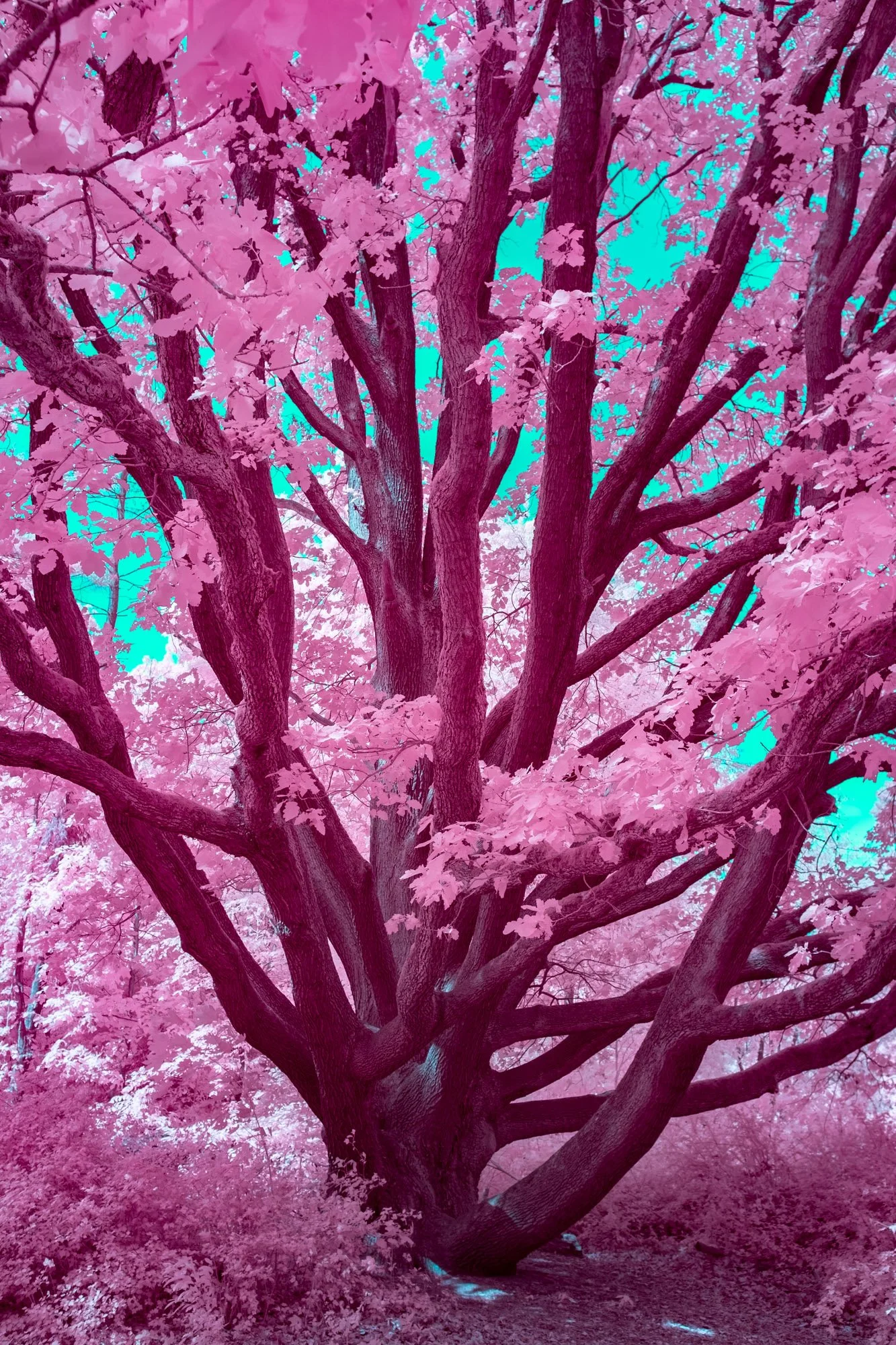 andre-wagner-the-infrared-journey-fine-art-photography-00599.jpg