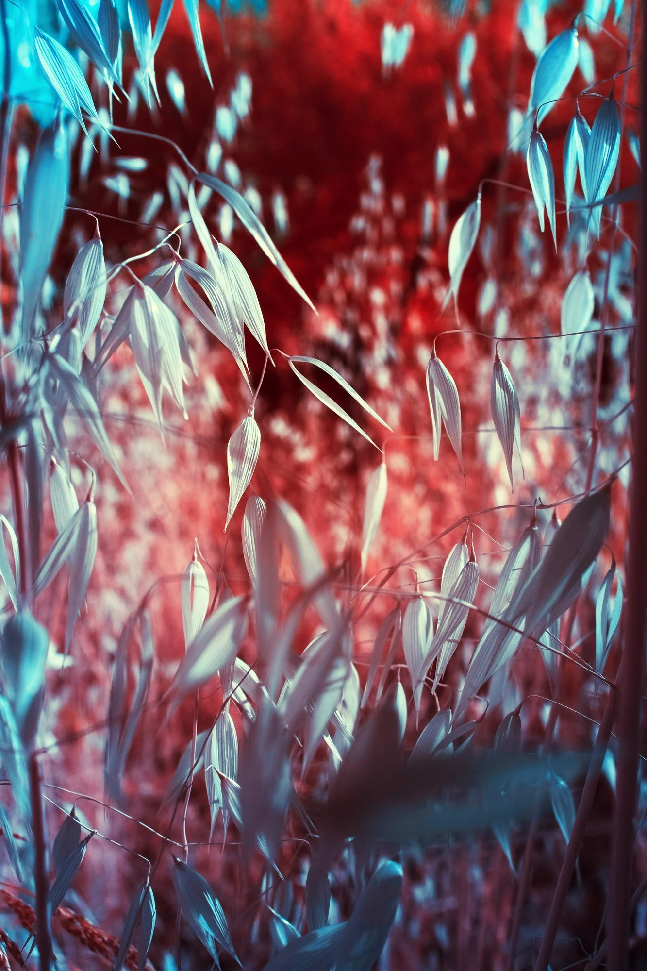 andre-wagner-the-infrared-journey-fine-art-photography-00386.jpg