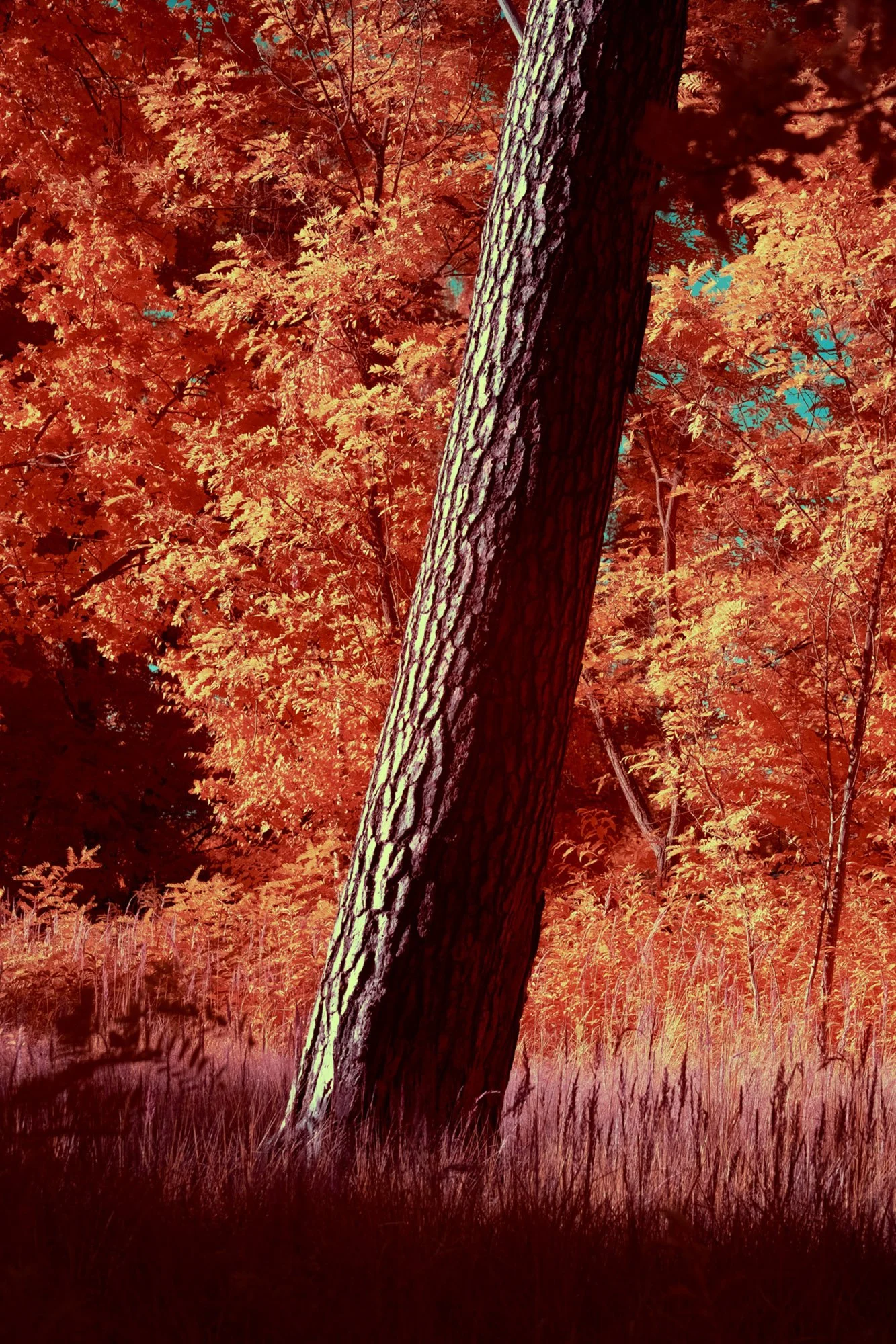 andre-wagner-the-infrared-journey-fine-art-photography-00609.jpg