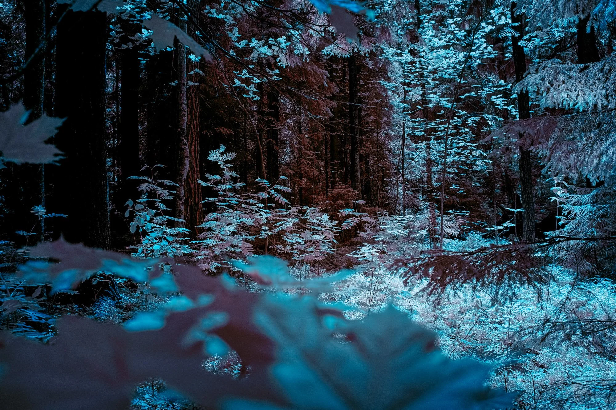 andre-wagner-the-infrared-journey-fine-art-photography-00343.jpg
