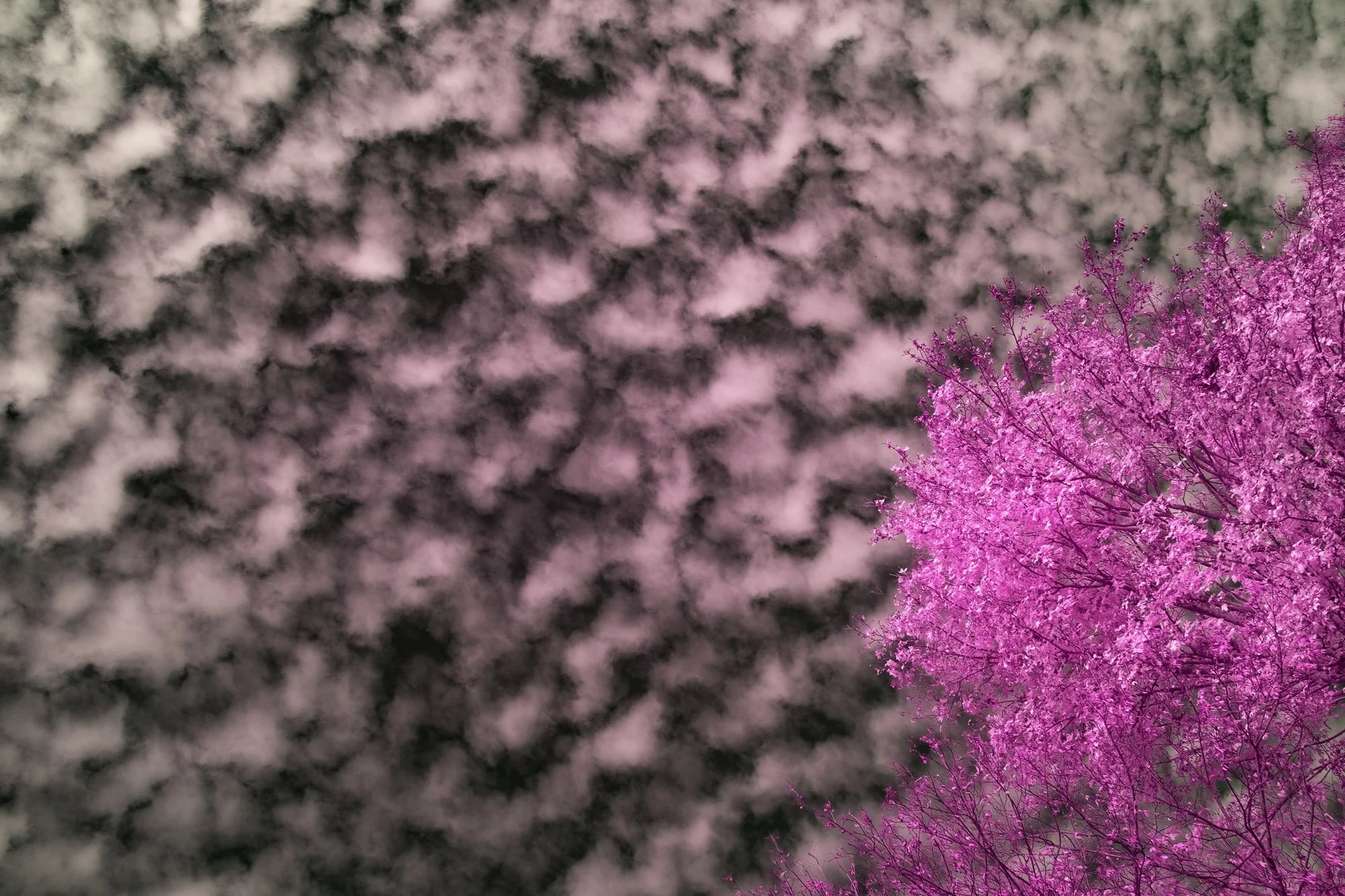 andre-wagner-the-infrared-journey-fine-art-photography-00659.jpg