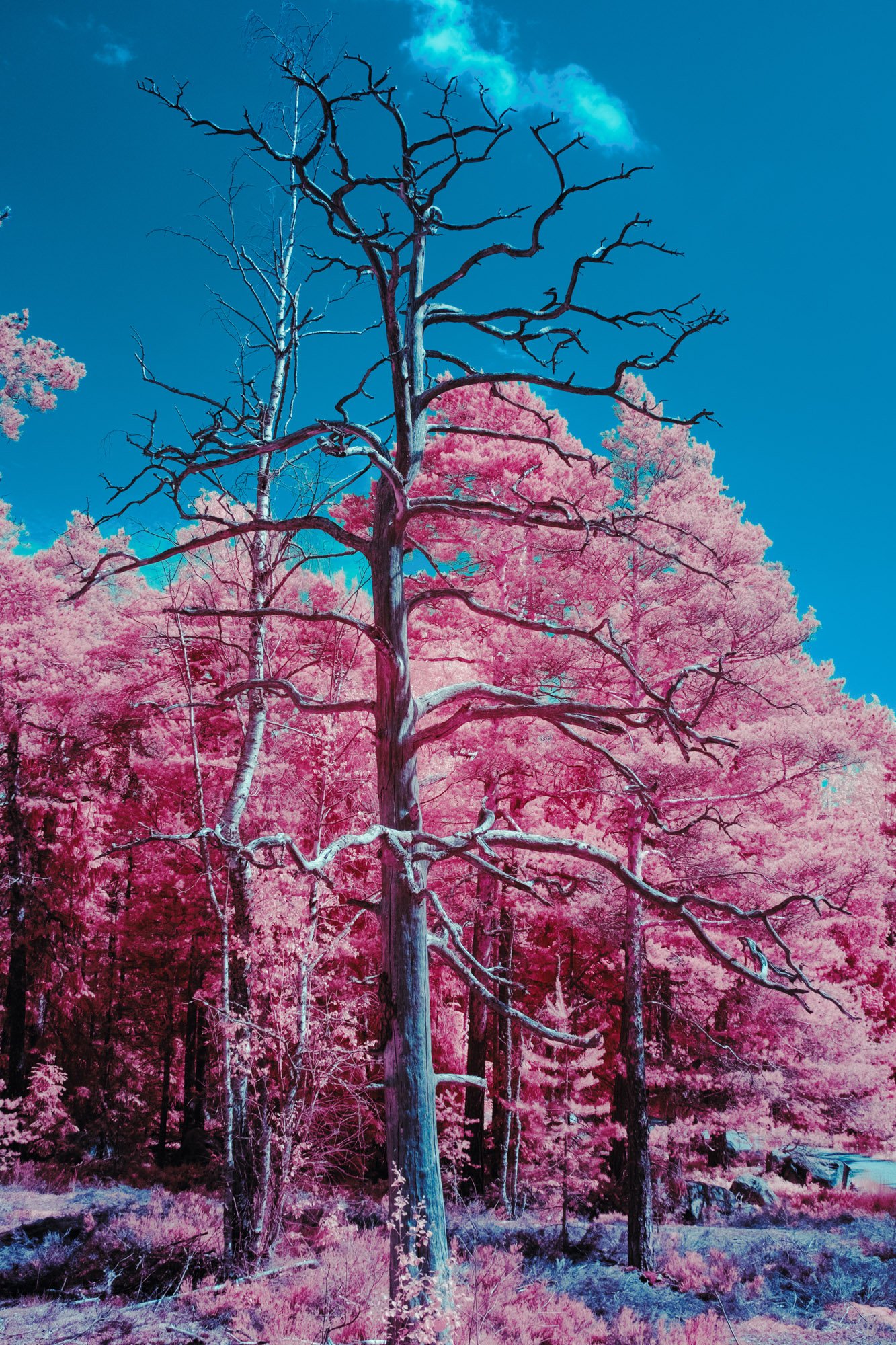 andre-wagner-the-infrared-journey-fine-art-photography-00350.jpg