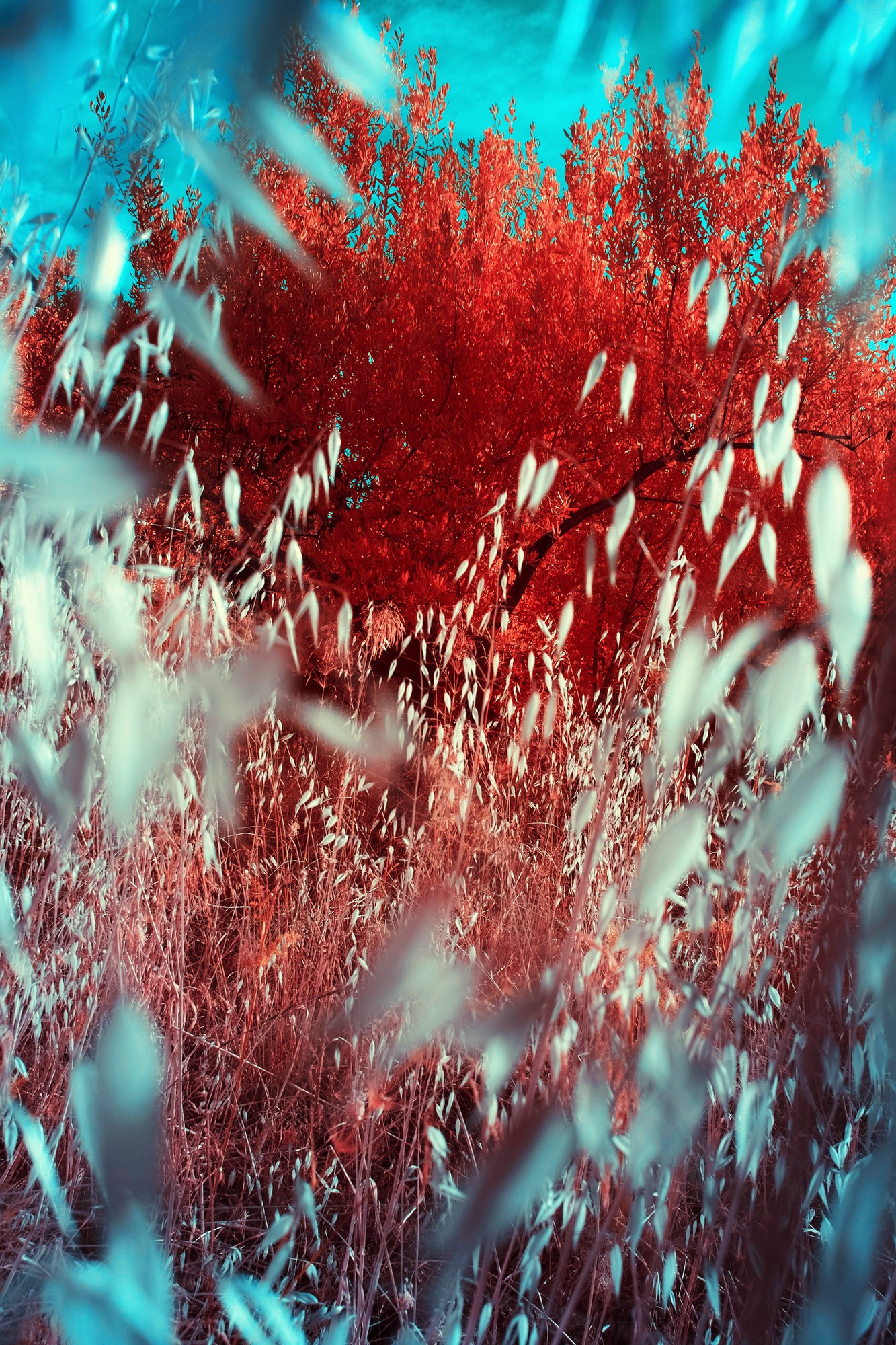 andre-wagner-the-infrared-journey-fine-art-photography-00384.jpg