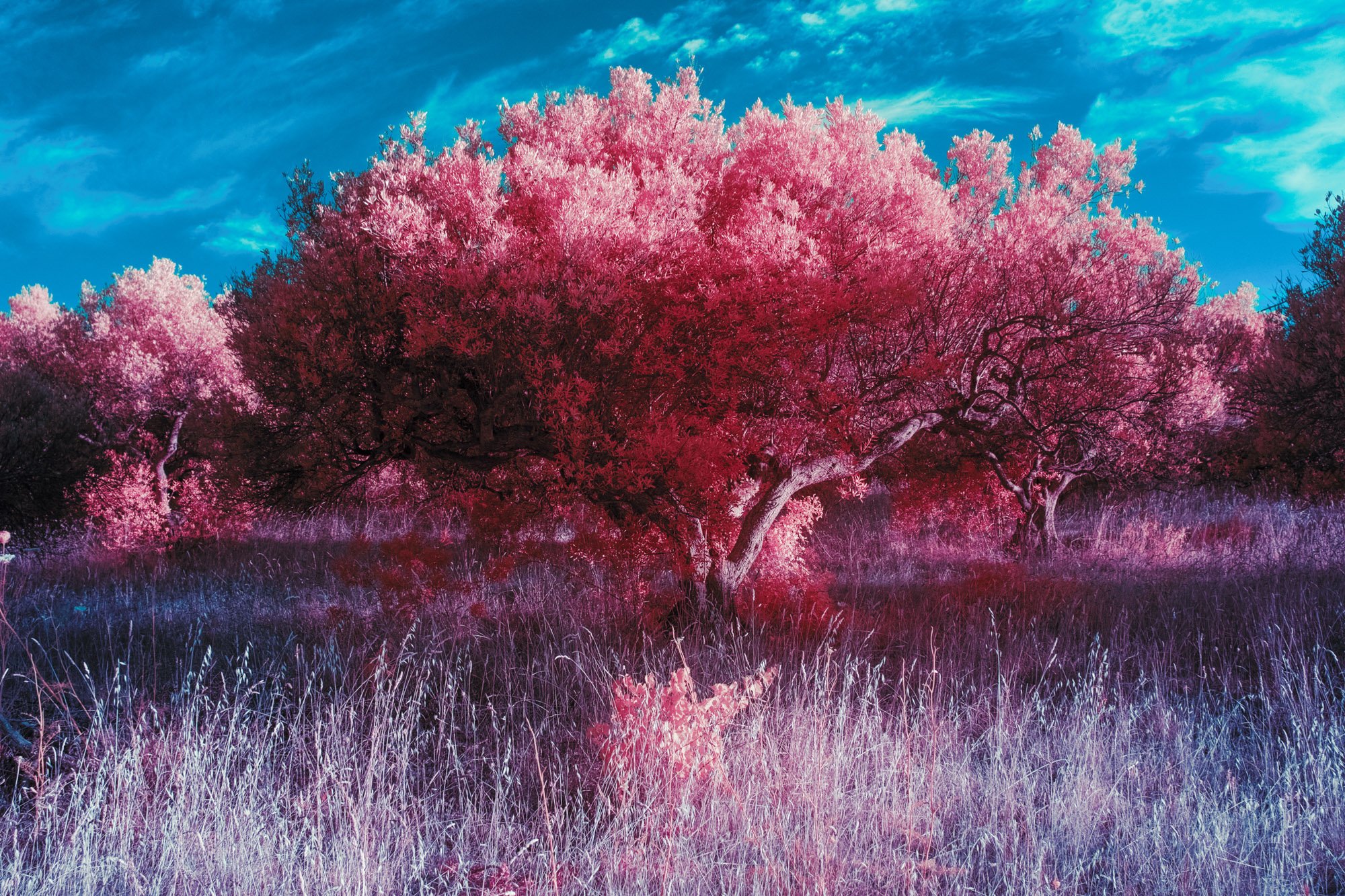 andre-wagner-the-infrared-journey-fine-art-photography-00387.jpg