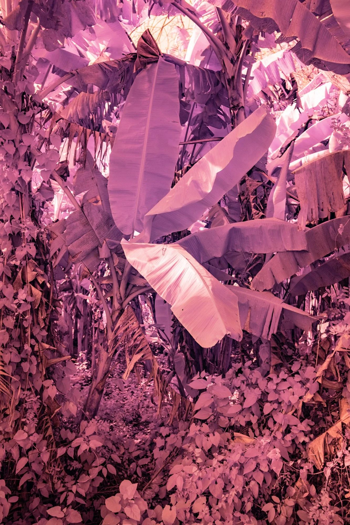 andre-wagner-the-infrared-journey-fine-art-photography-00410.jpg