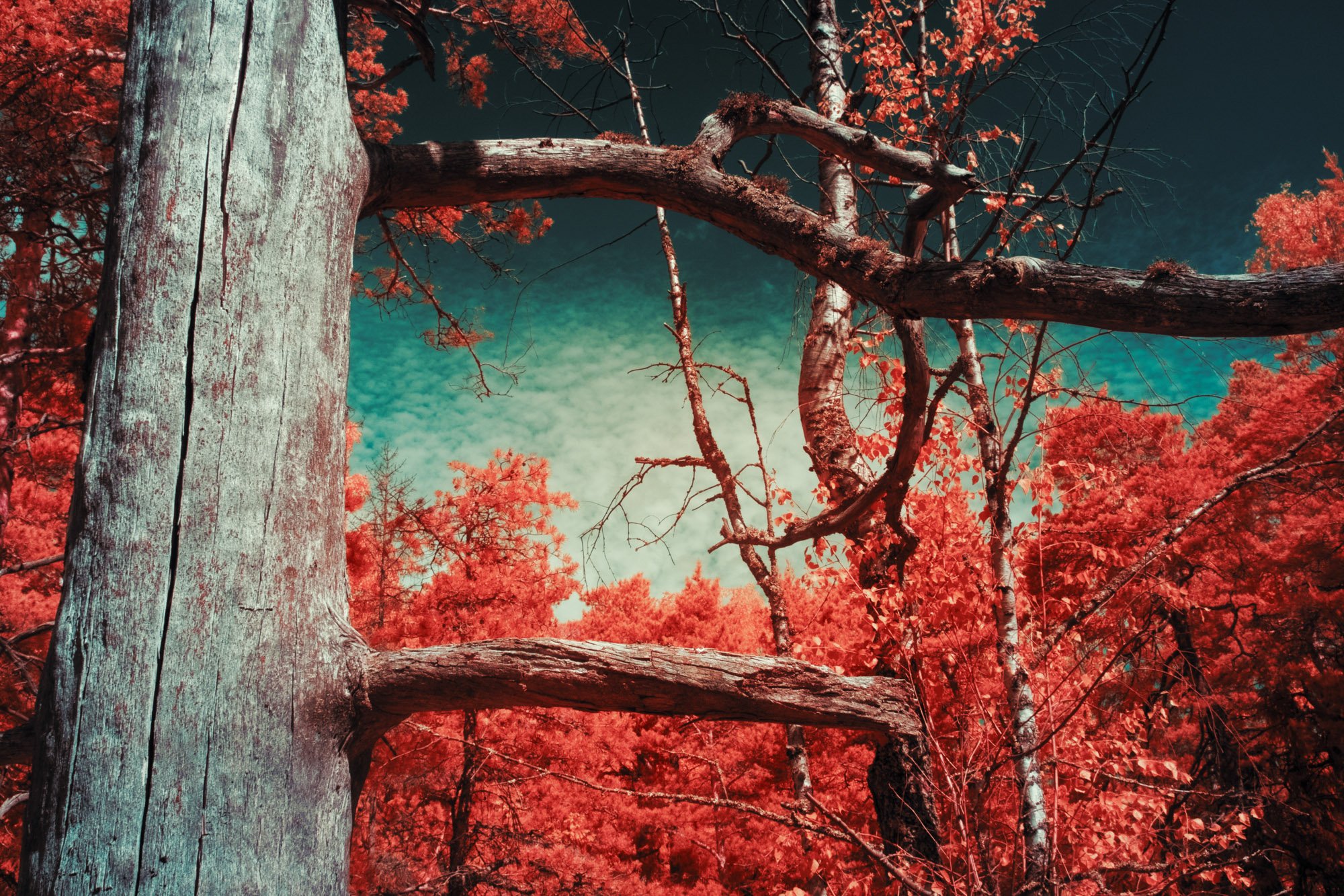 andre-wagner-the-infrared-journey-fine-art-photography-00345.jpg