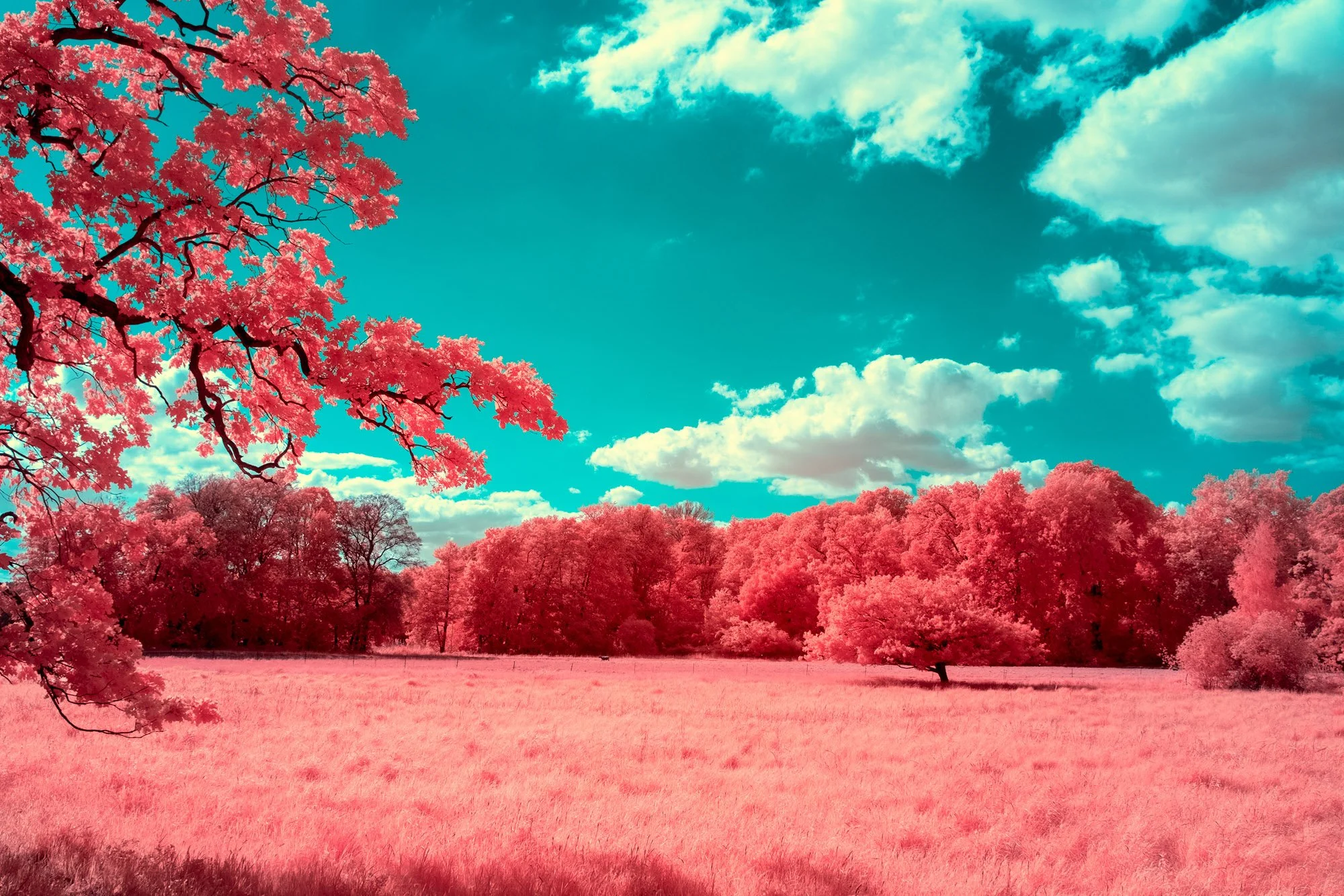 andre-wagner-the-infrared-journey-fine-art-photography-00302.jpg