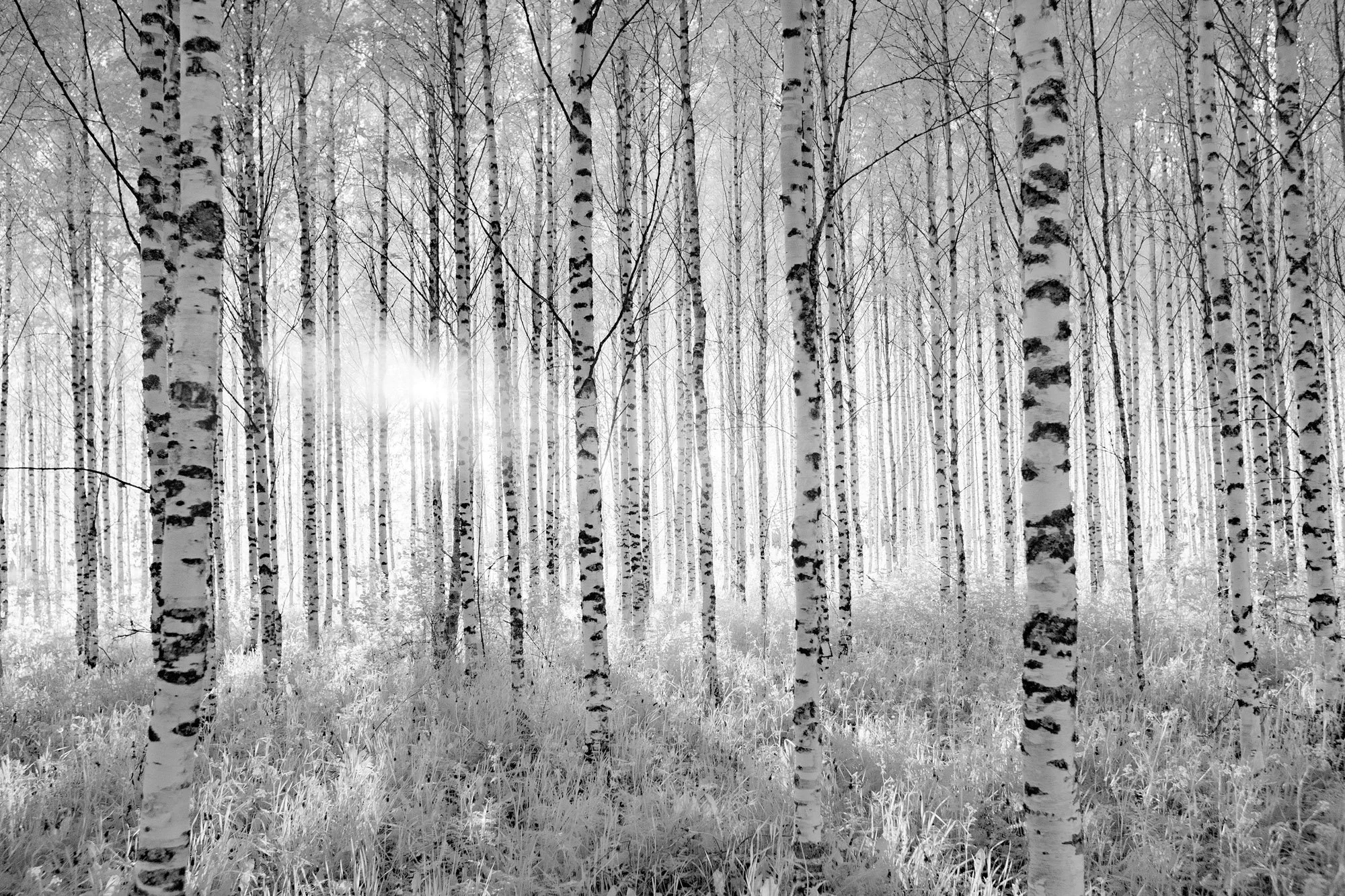 andre-wagner-the-infrared-journey-fine-art-photography-00334.jpg