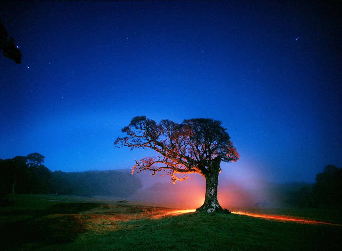 Ein einzelner Baum auf einer Wiese bei Nacht, beleuchtet von einem Feuerlicht, mit einem sternenklaren Himmel im Hintergrund.