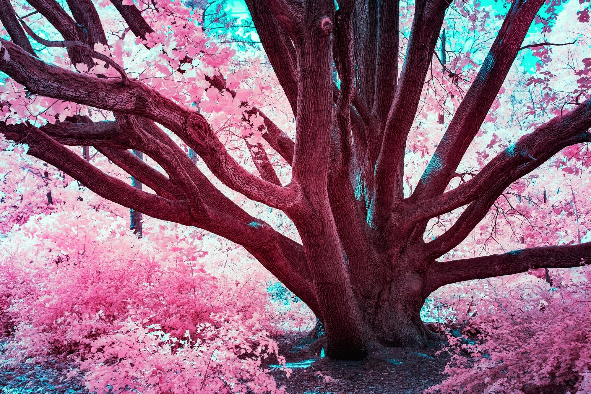 andre-wagner-the-infrared-journey-fine-art-photography-00598.jpg