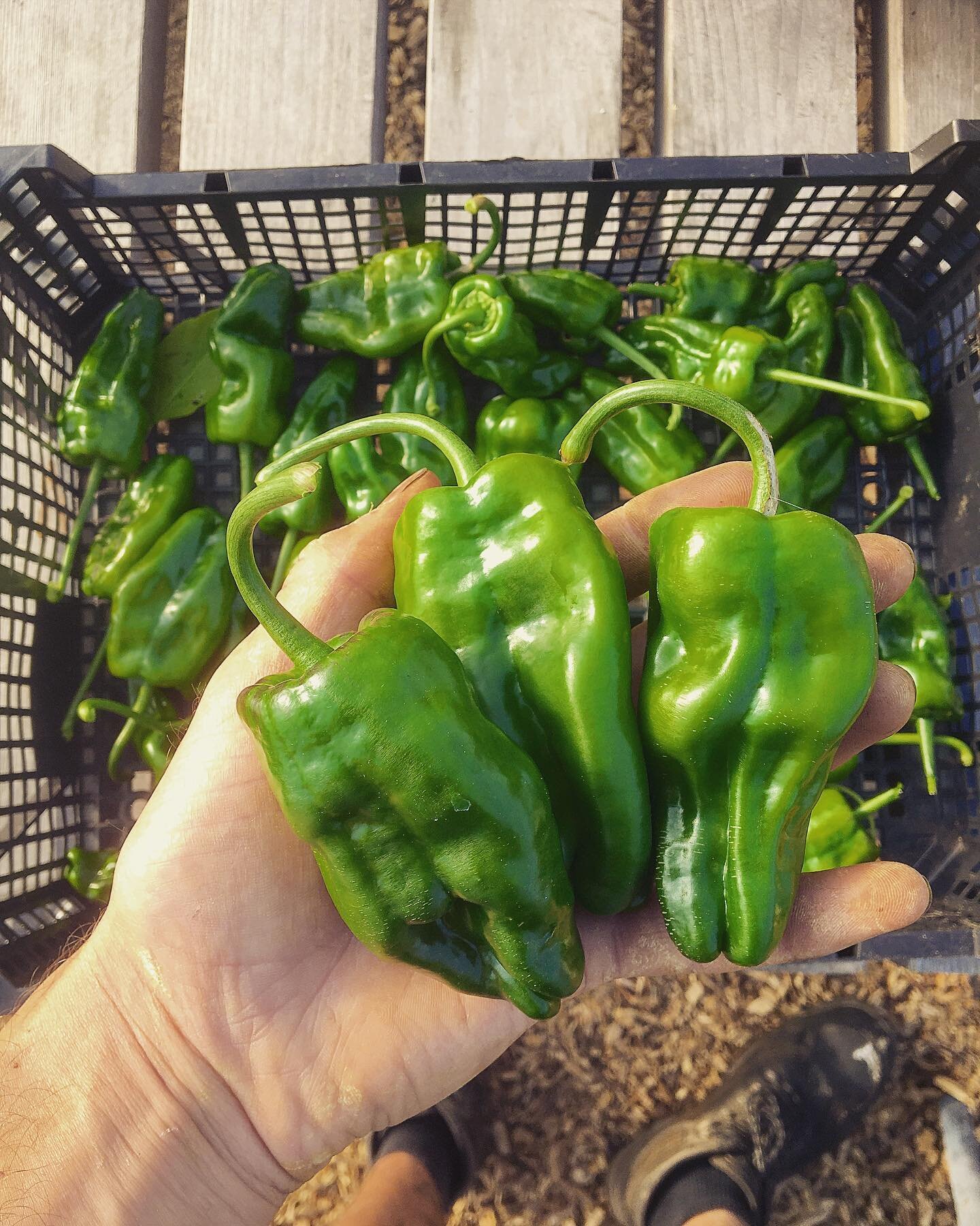Padron Pepper Harvest! We popped these guys in the tunnel this year, not expecting much and got a great little result! Not the biggest harvest in the world (4/5 peppers per plant) but nice and healthy! #swansea #padronpeppers