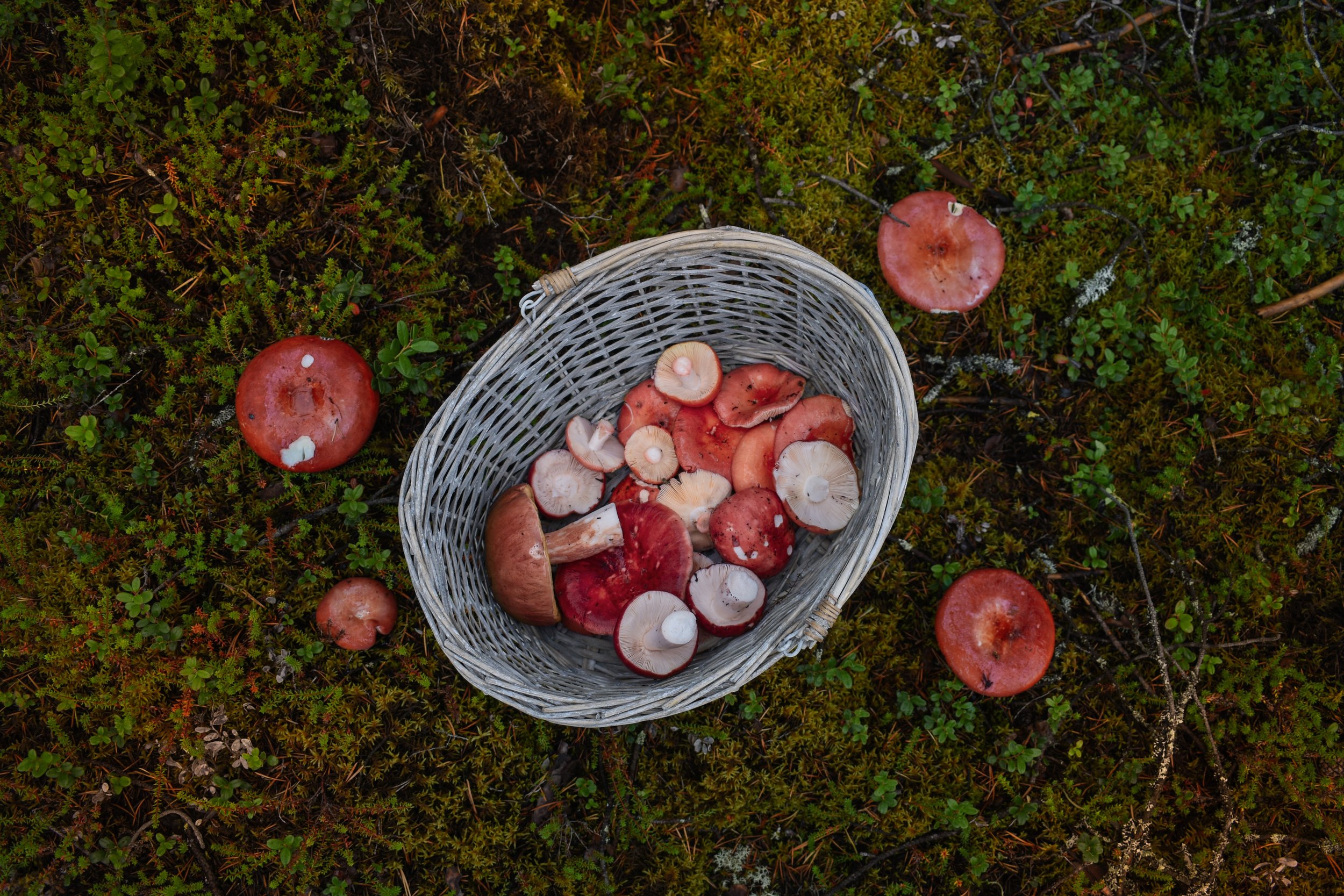 Foraging Walk