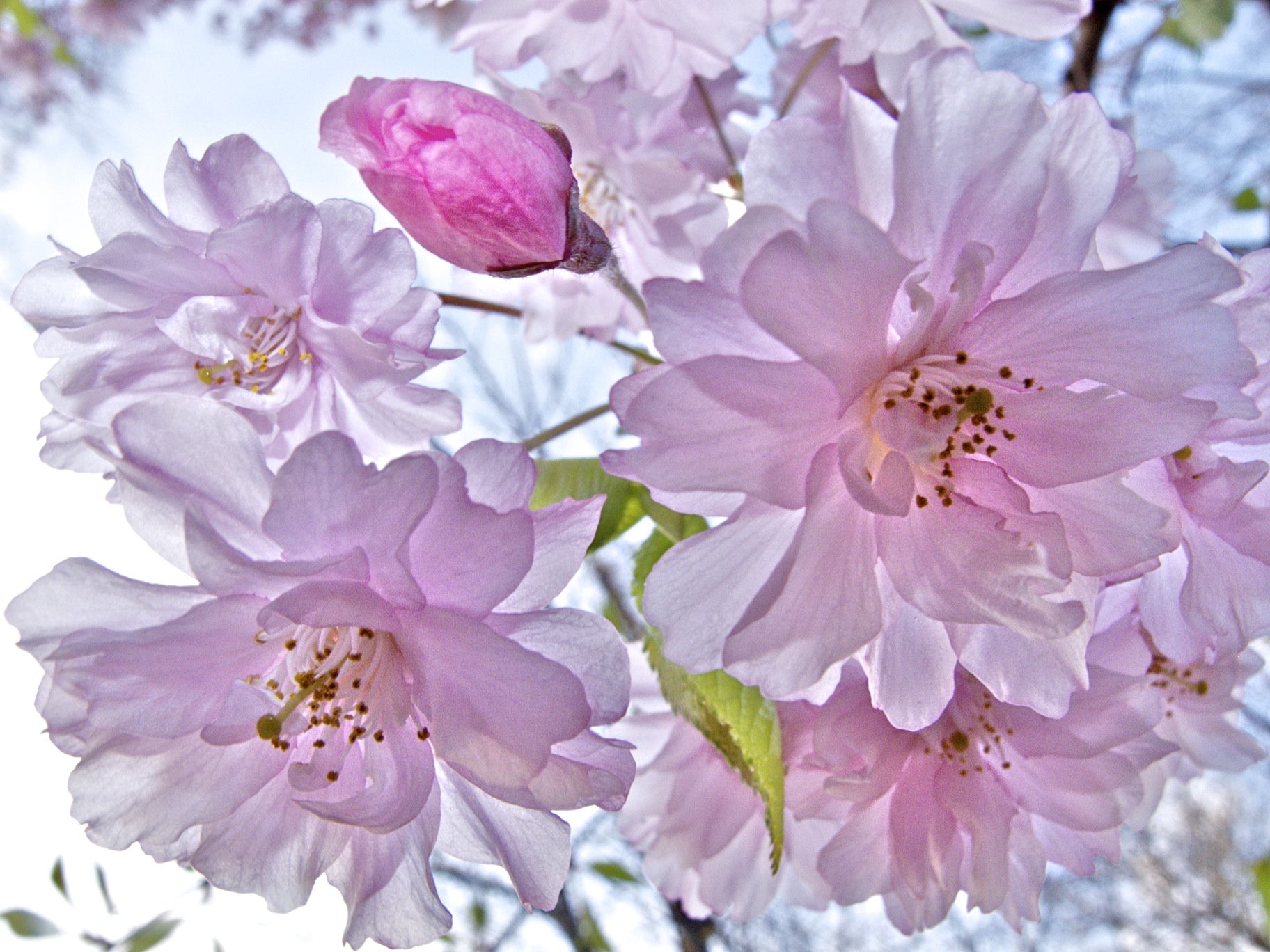 ©Richard Frank Cherry Blossoms IMG1055.jpg