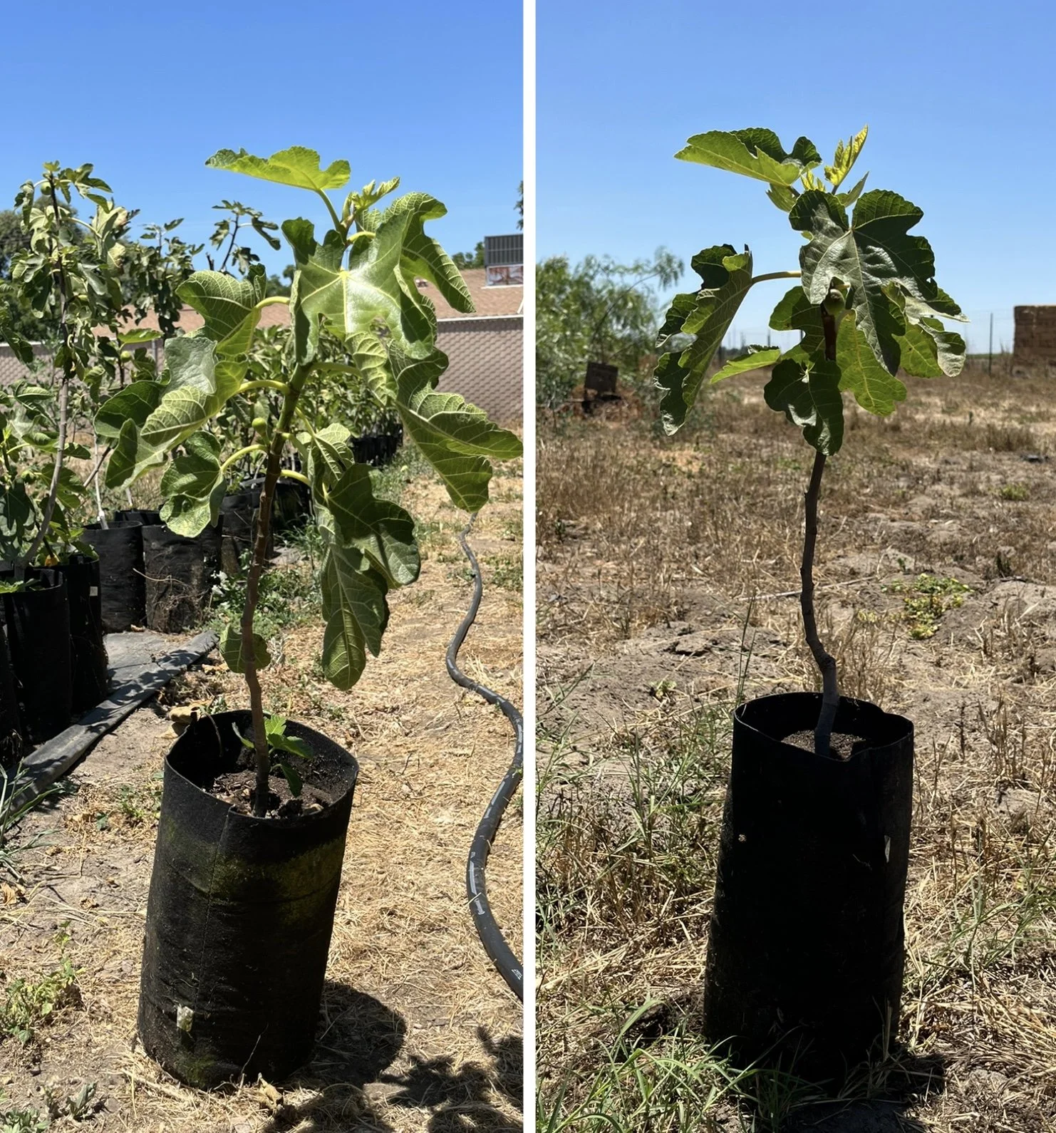 fig size.jpg