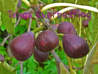 texas everbearing figs_0.JPG