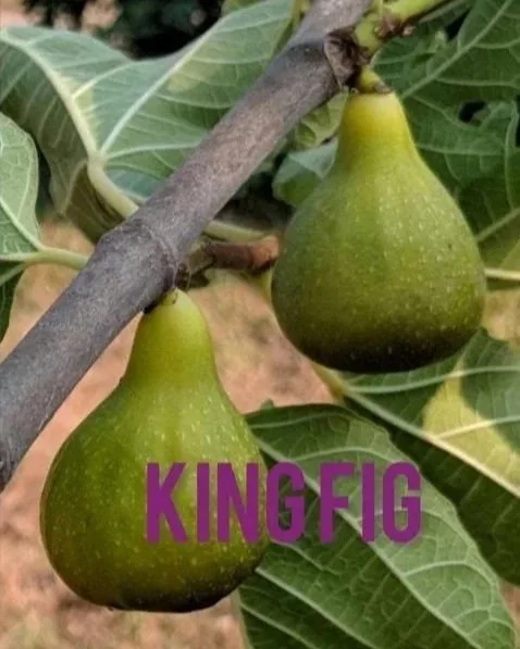 king%2Bfig%2Bcopy.jpg