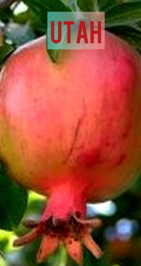 utah.jpg