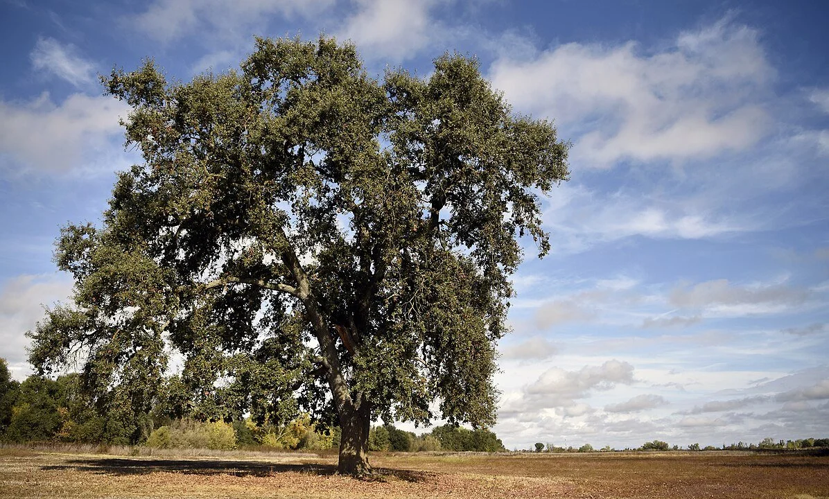 By blmcalifornia - Cosumnes River Preserve, Public Domain, https://commons.wikimedia.org/w/index.php?curid=159504099