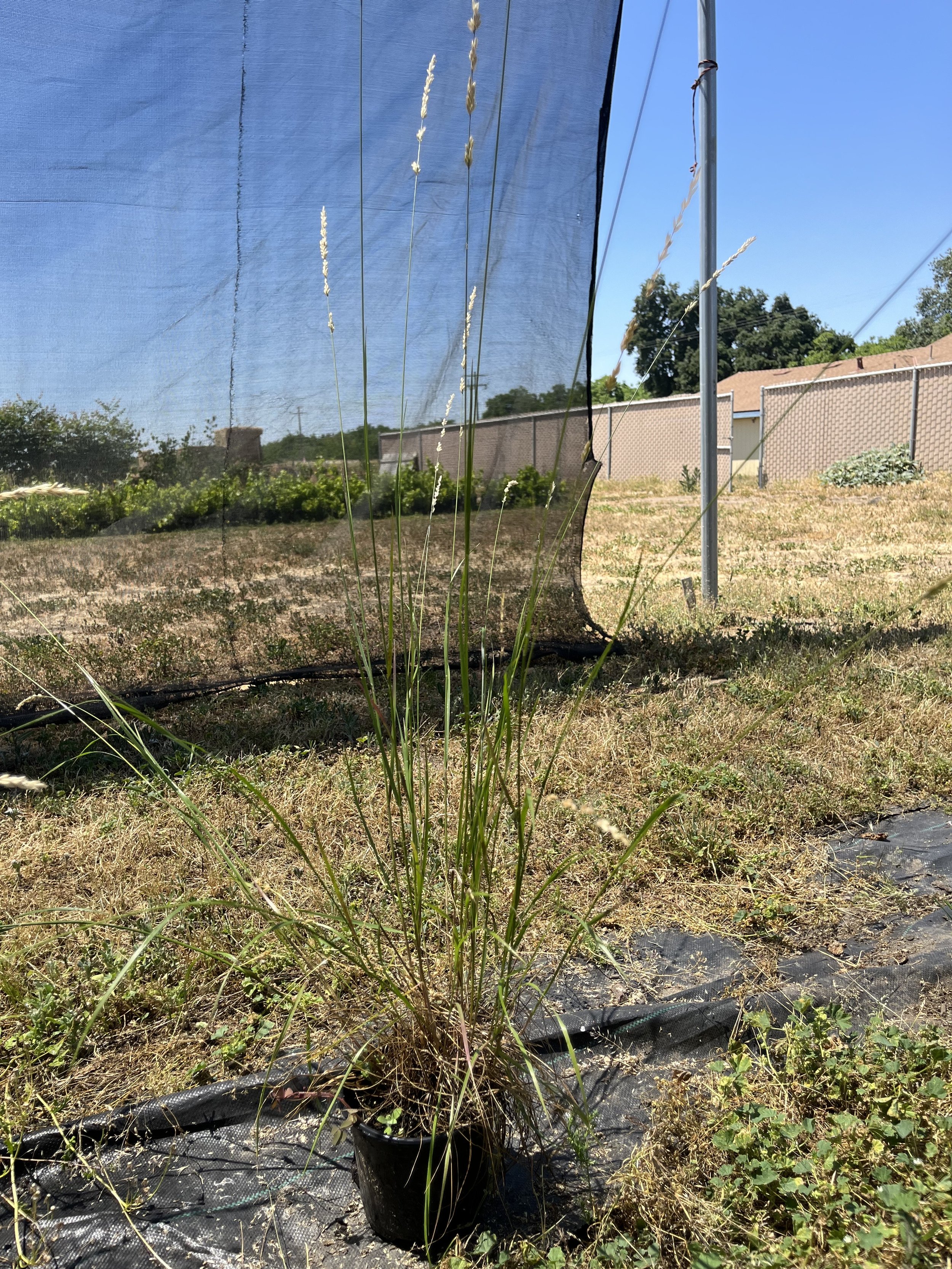 Melic grass pot.jpeg