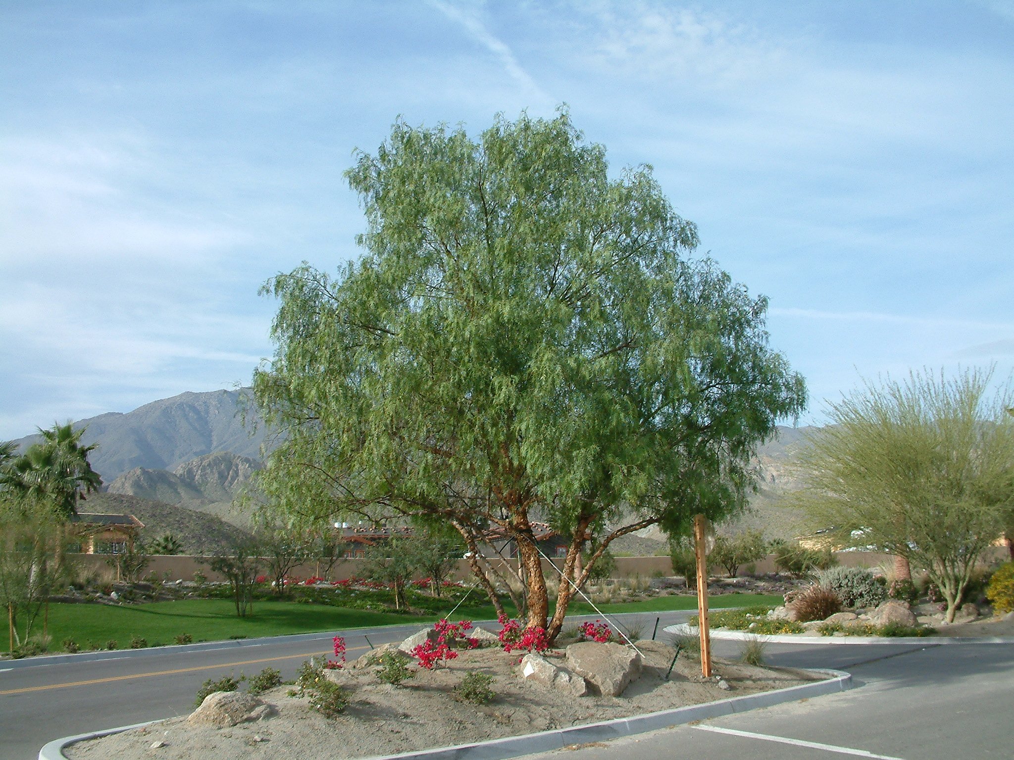 cali-pepper-tree.jpg